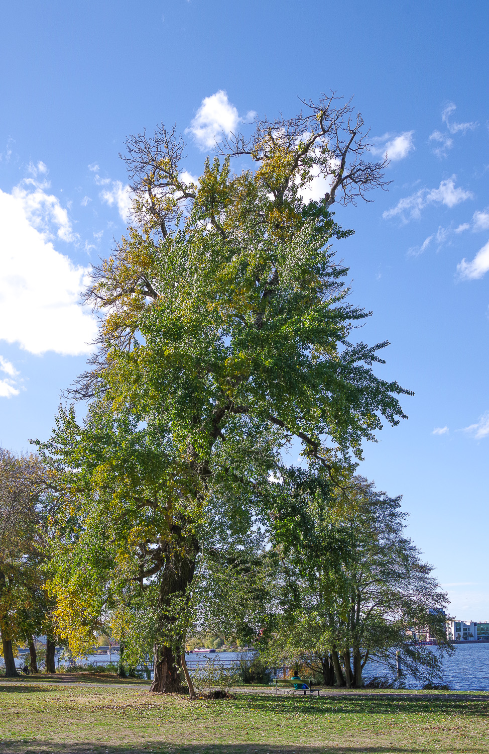Populus × canadensis - Potsdam - Febr. 2021