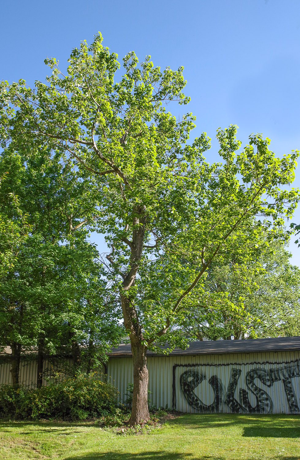 Populus × jackii - Potsdam - Febr. 2022