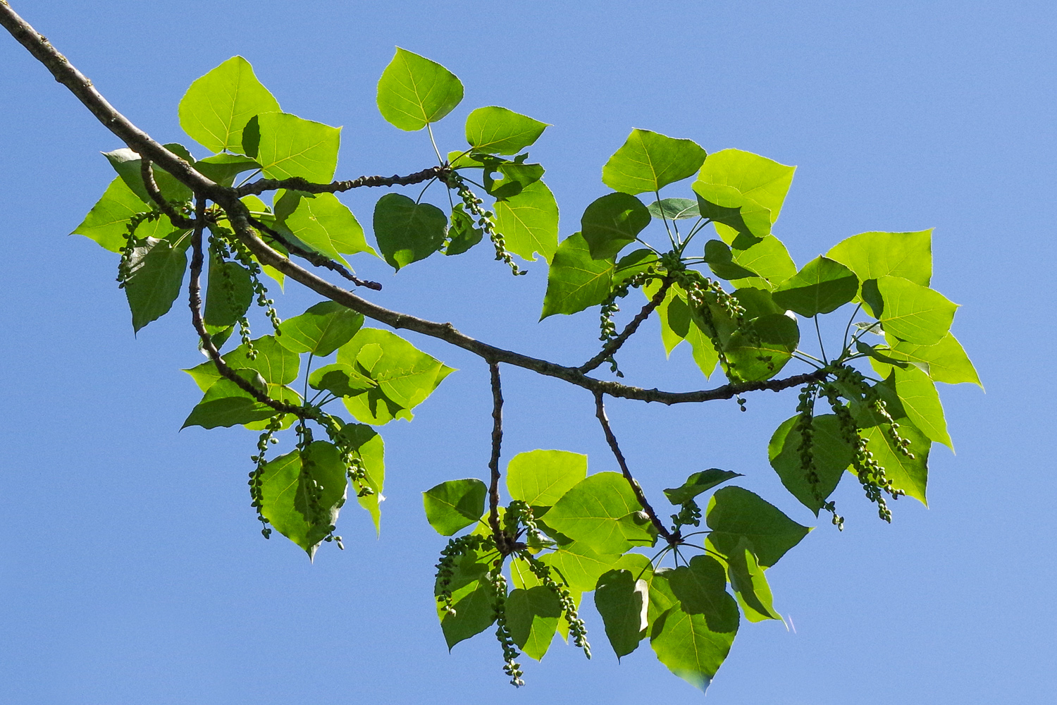 Populus × jackii - Potsdam - Febr. 2022