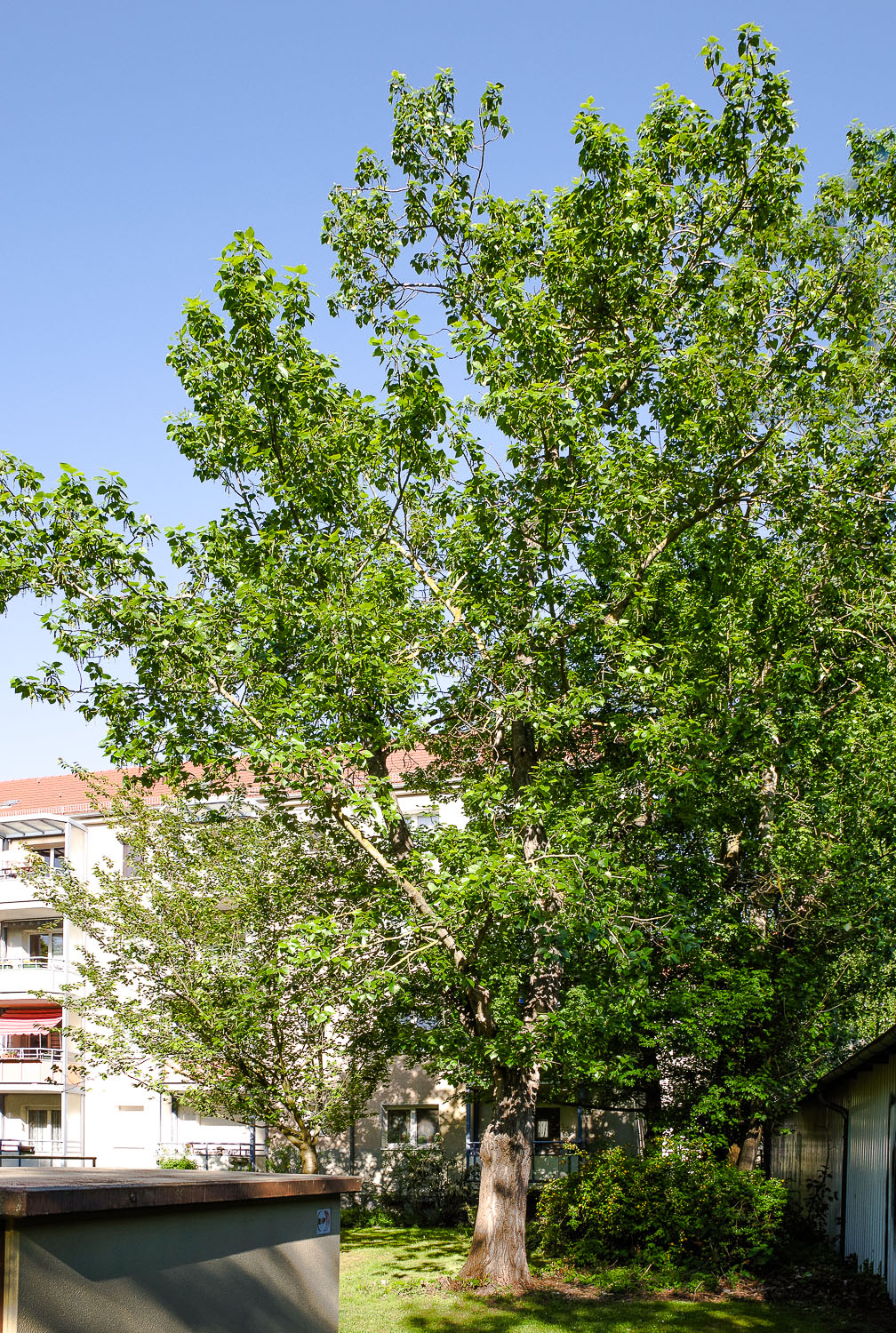 Populus × jackii - Potsdam - Febr. 2022