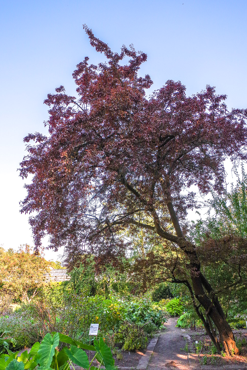 Prunus cerasifera 'Hessei' - Potsdam - Sept. 2021