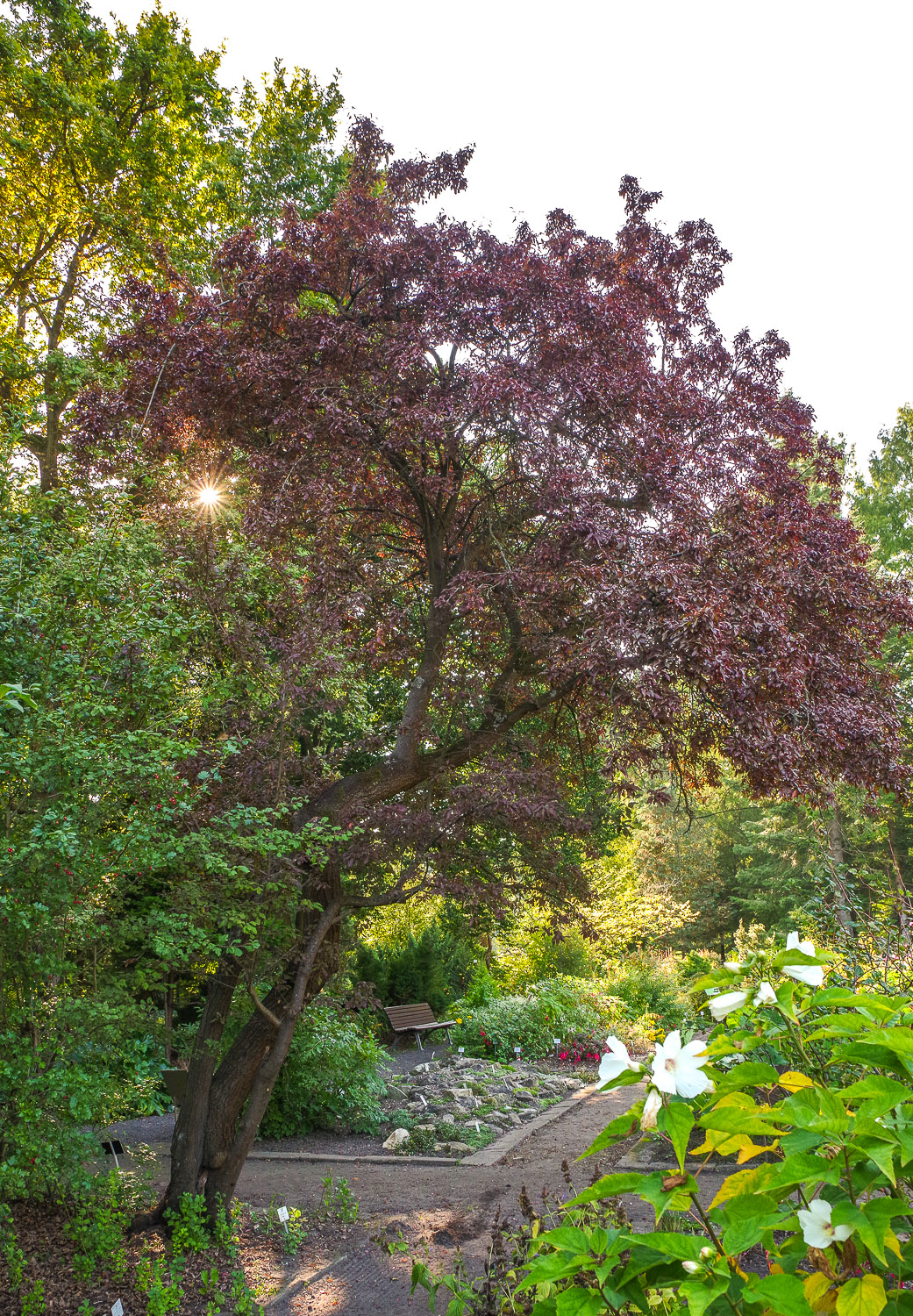 Prunus cerasifera 'Hessei' - Potsdam - Sept. 2021