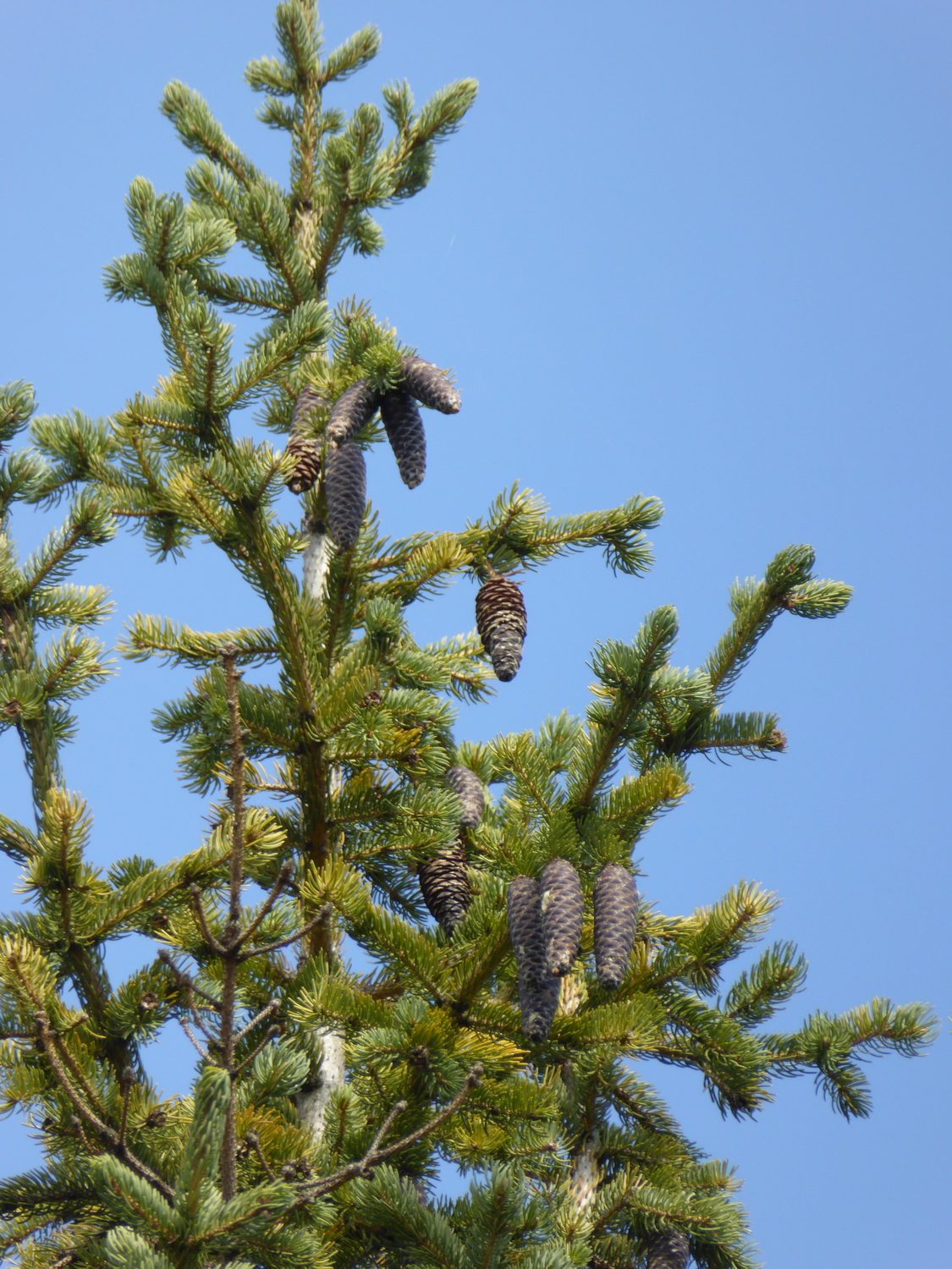 Picea schrenkiana - Dresden Botanischer Garten - September 2015