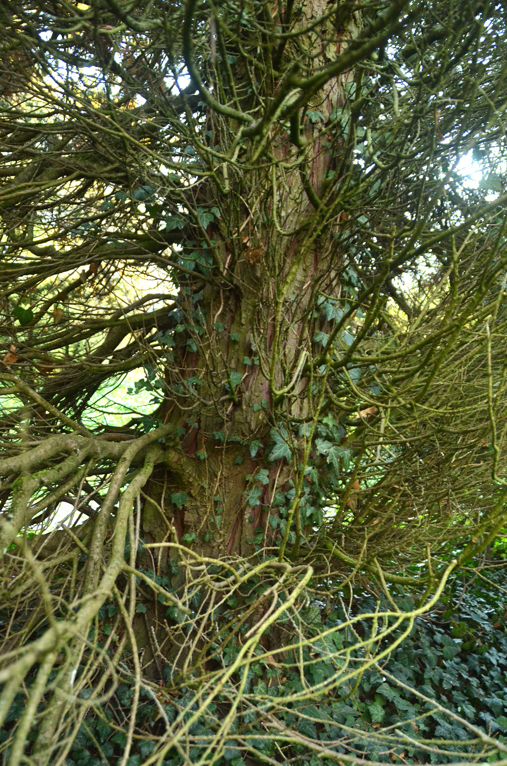 Chamaecyparis lawsoniana 'Alumii' - Tübingen - November 2022