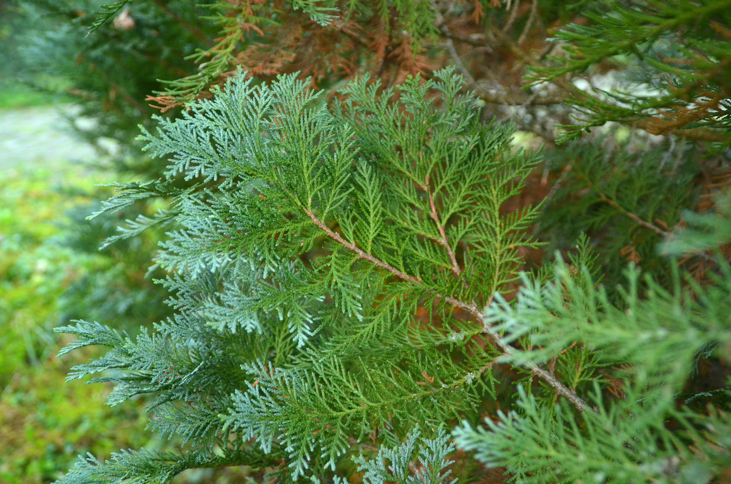 Chamaecyparis lawsoniana 'Alumii' - Tübingen - November 2022