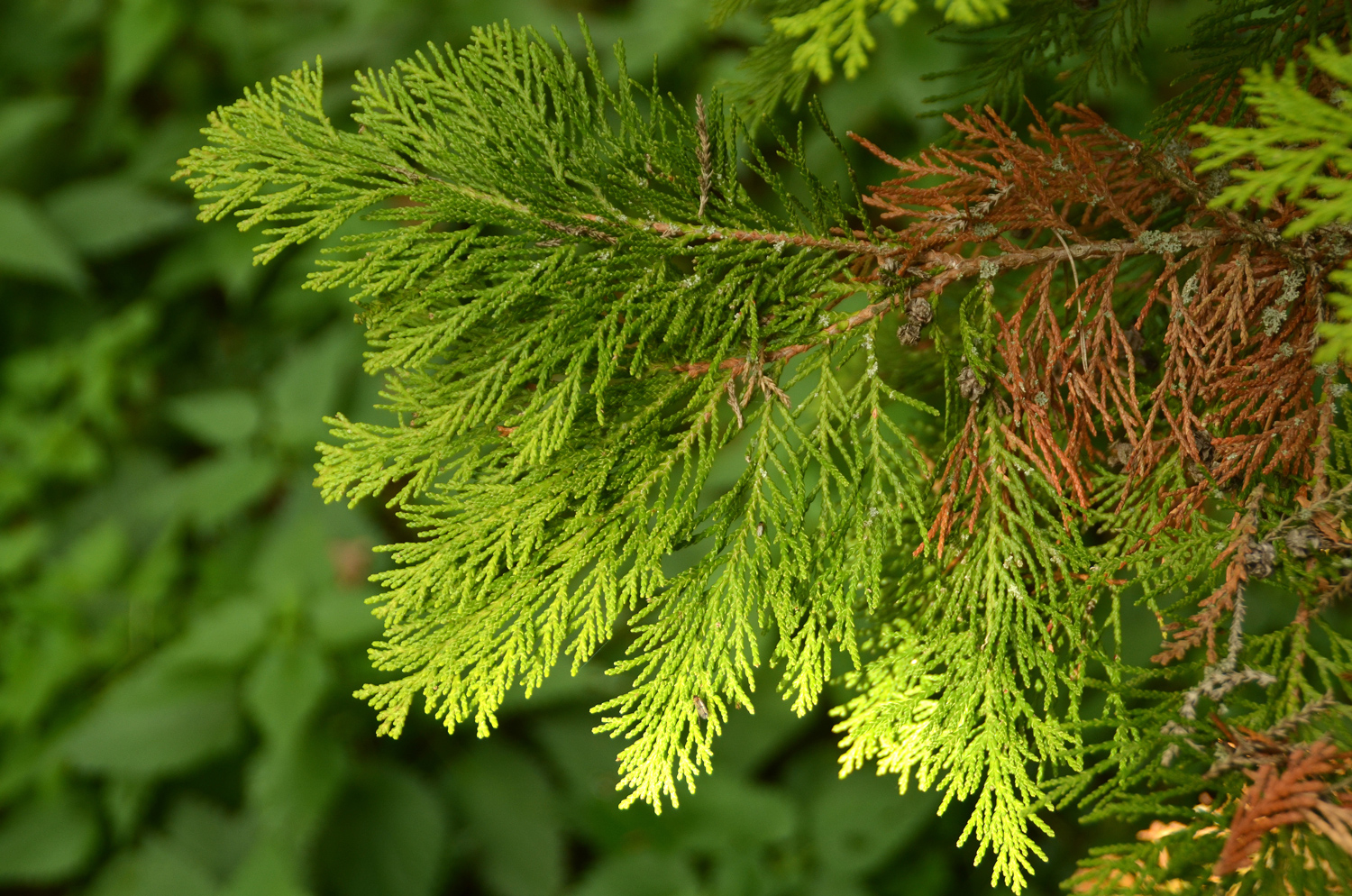 Chamaecyparis lawsoniana 'Lane' - Tübingen - November 2022
