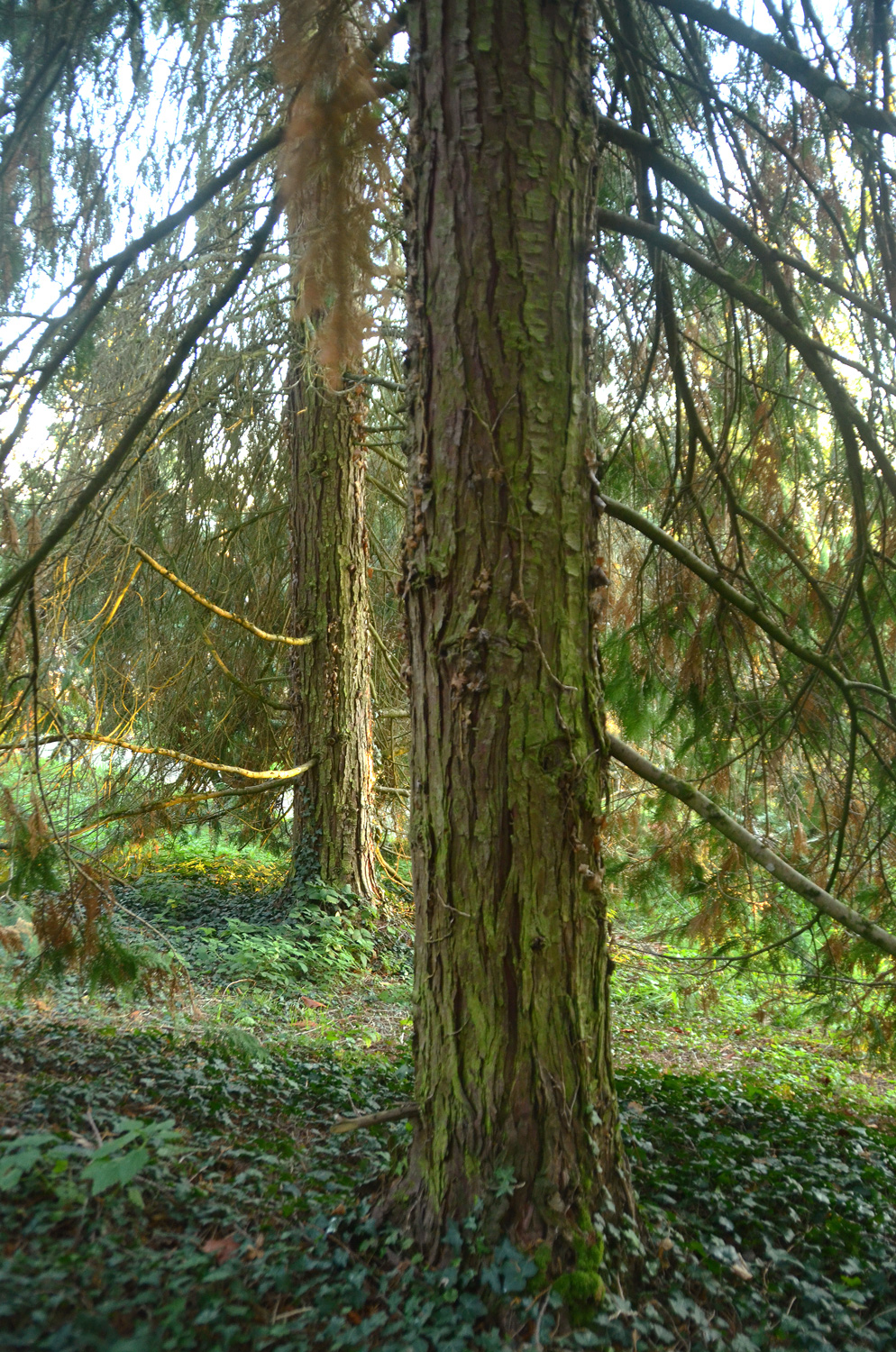 Chamaecyparis lawsoniana 'Silver Queen' - Tübingen - November 2022