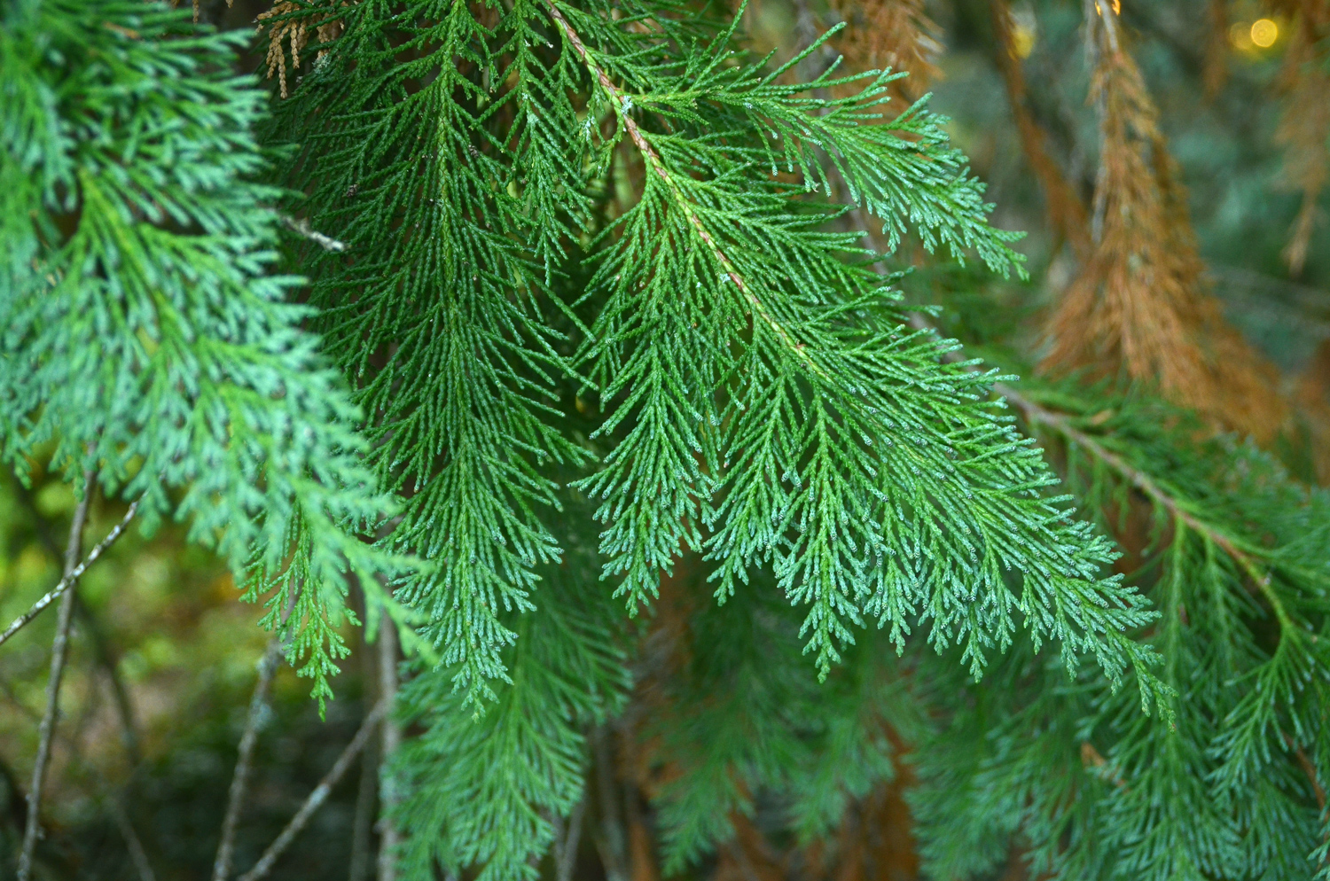 Chamaecyparis lawsoniana 'Silver Queen' - Tübingen - November 2022