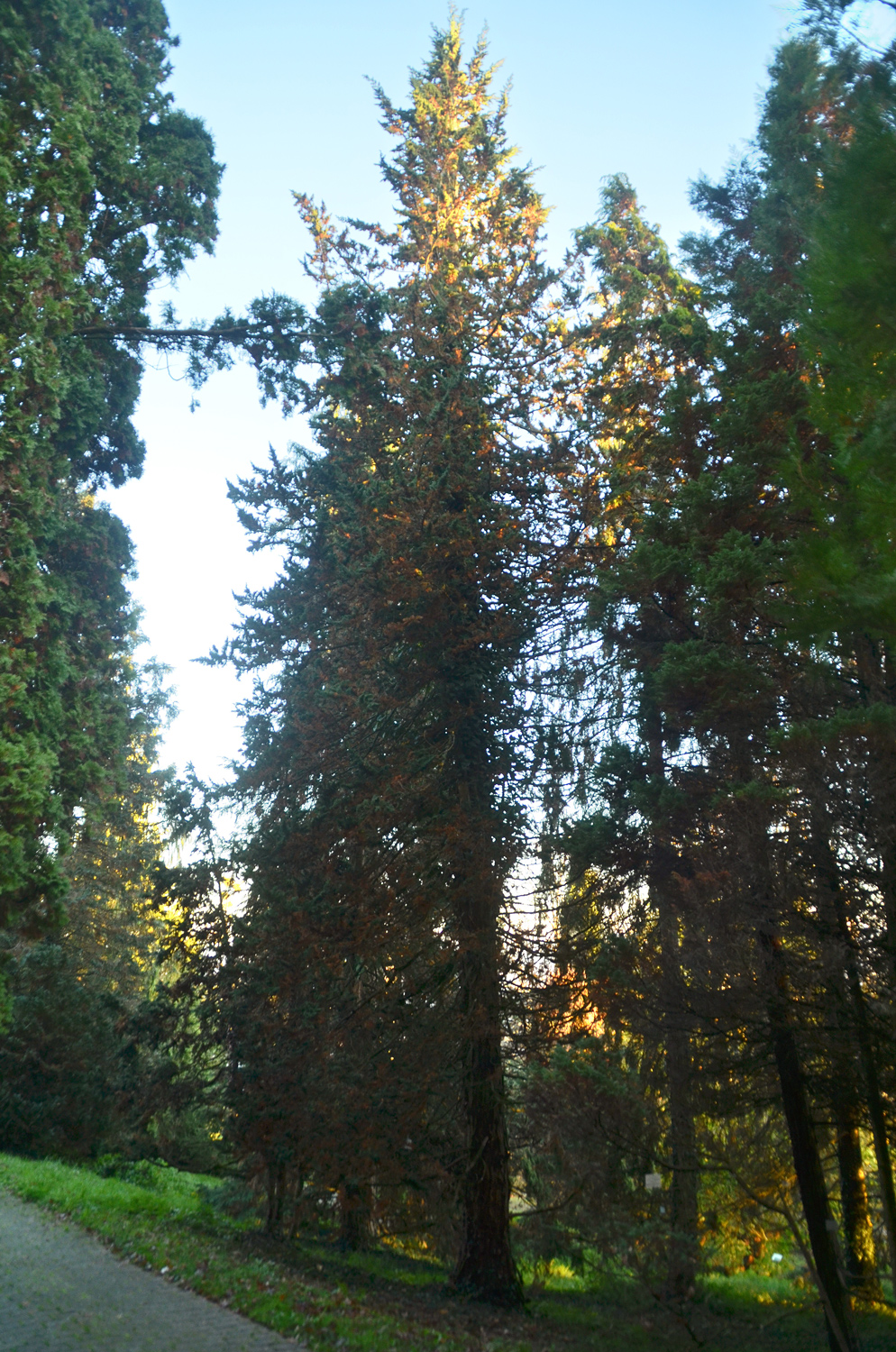 Chamaecyparis lawsoniana - 'Wisselii' - Tübingen - November 2022
