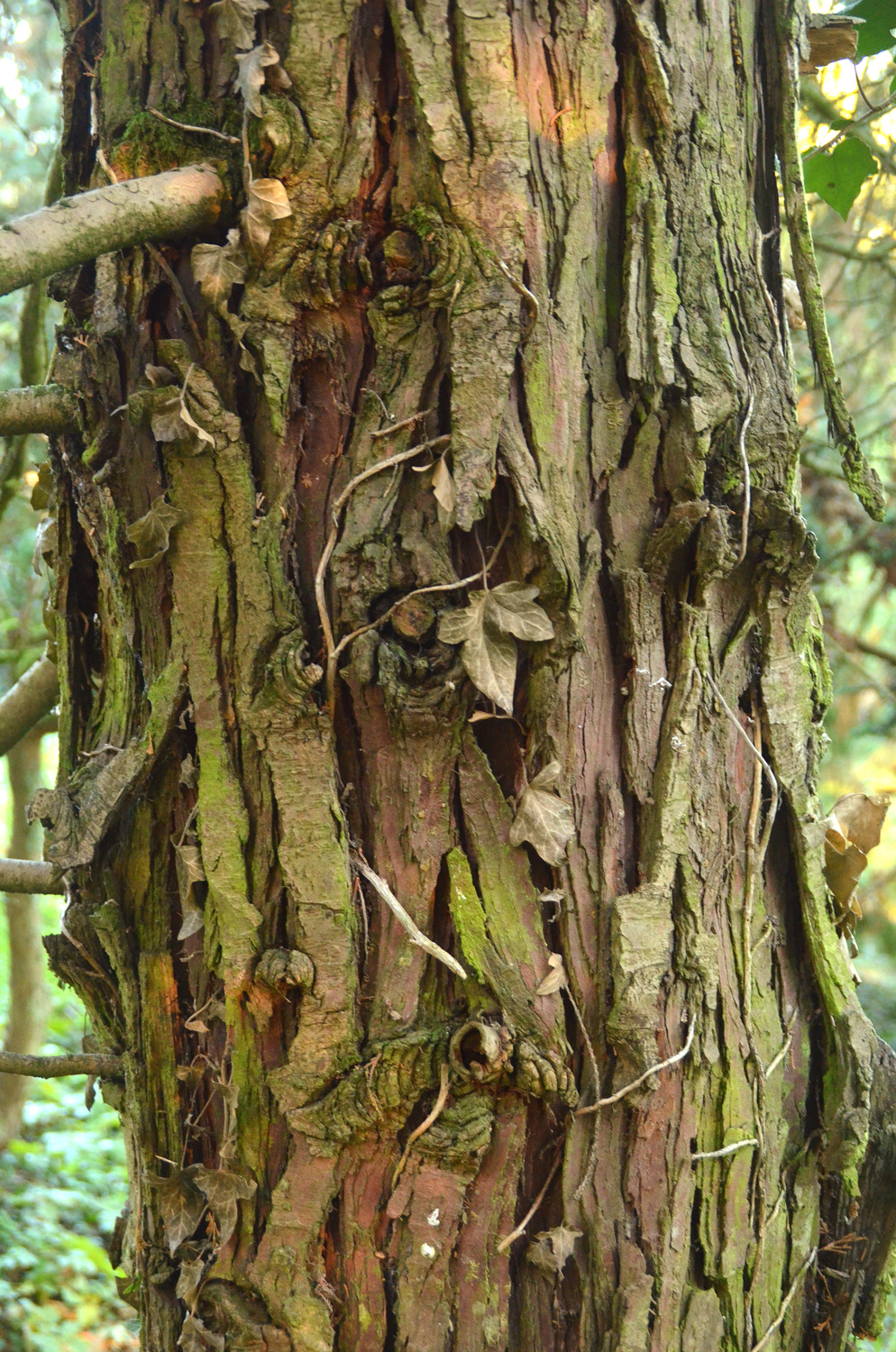 Chamaecyparis lawsoniana - 'Wisselii' - Tübingen - November 2022