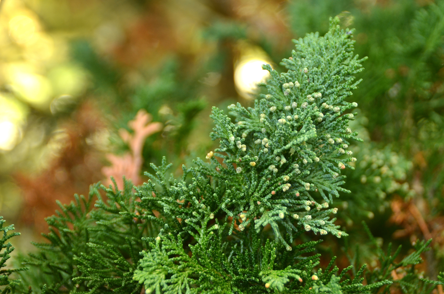 Chamaecyparis lawsoniana - 'Wisselii' - Tübingen - November 2022
