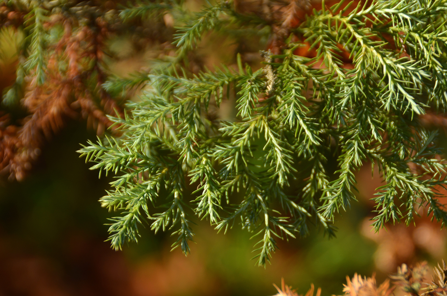Chamaecyparis pisifera 'Squarrosa' - Tübingen - November 2022