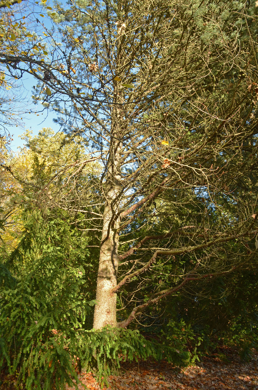 Cupressus arizonica 'Fastigiata' - Tübingen - November 2022