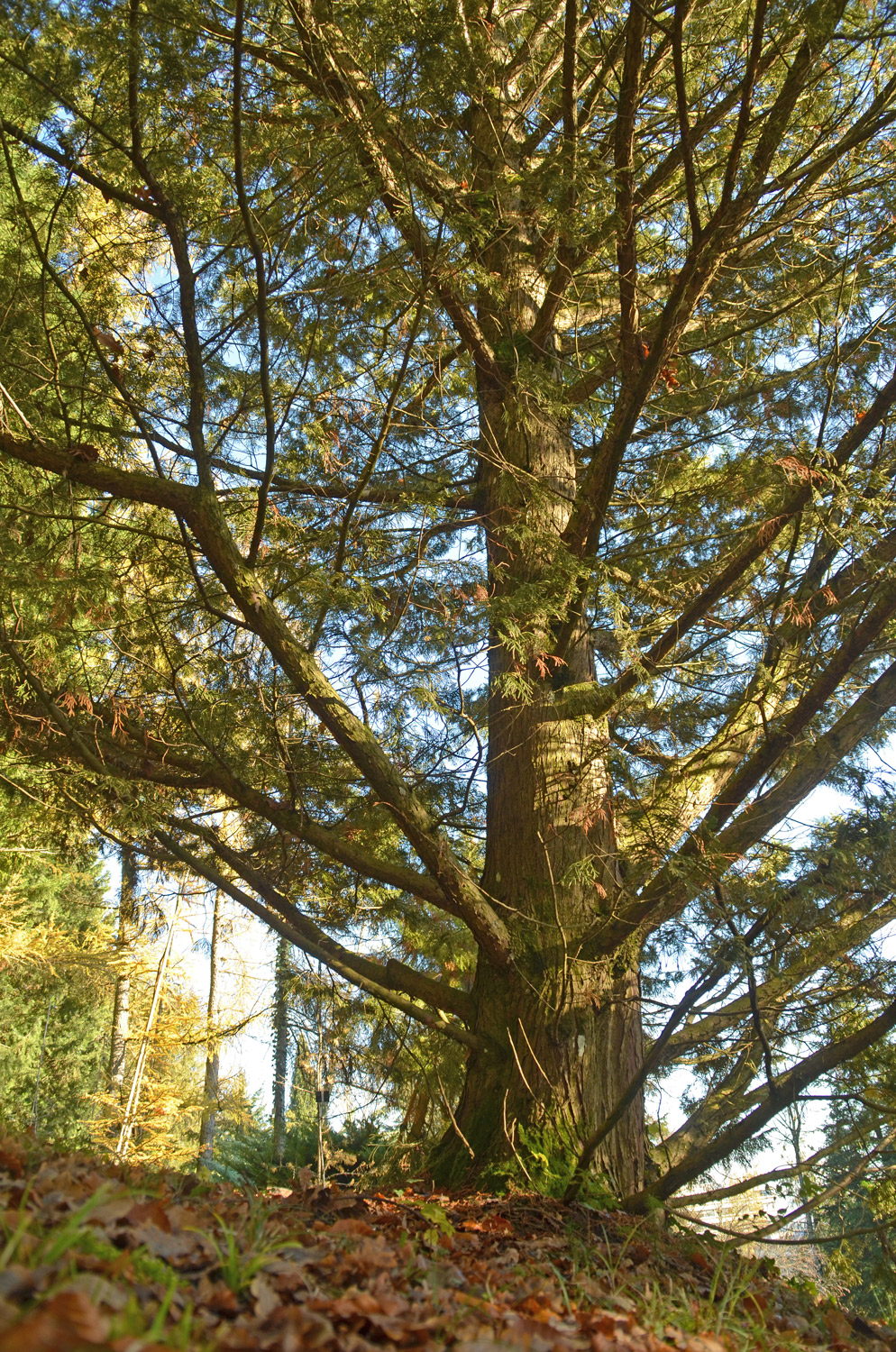 Cupressus × leylandii - 'Silver Dust' - Tübingen - November 2022