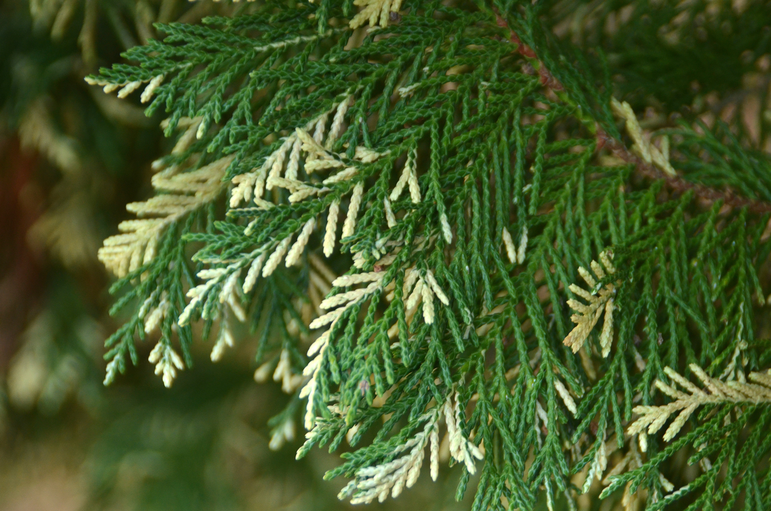 Cupressus × leylandii - 'Silver Dust' - Tübingen - November 2022