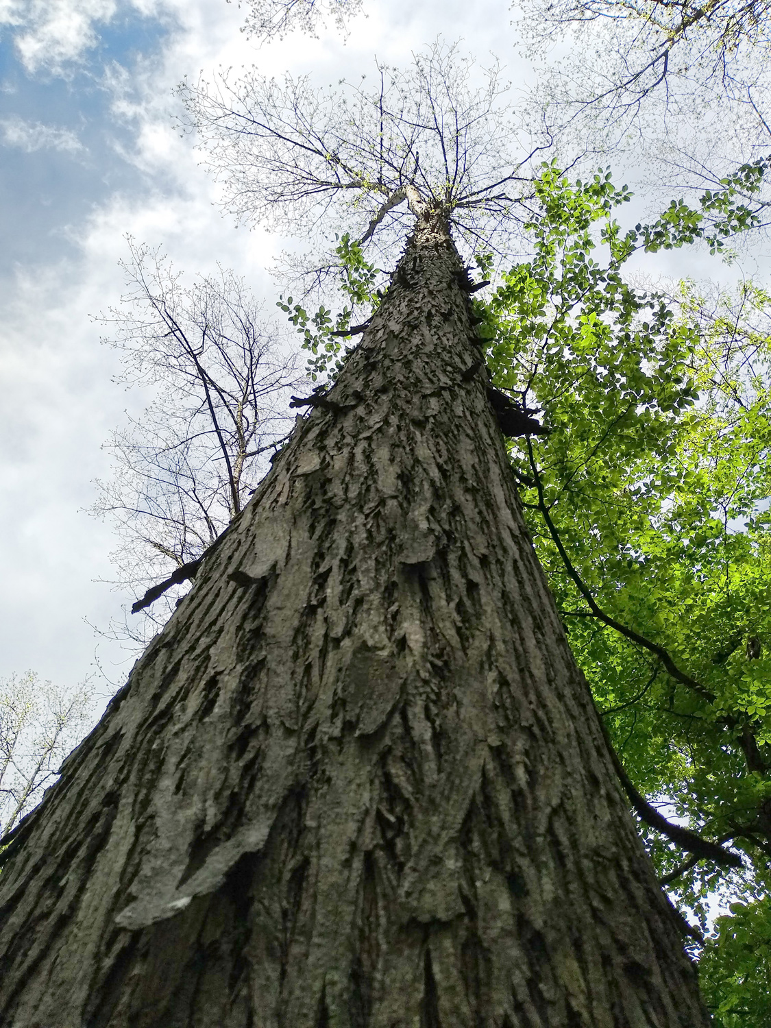 Carya ovata - Tübingen-Lustnau - Mai 2023