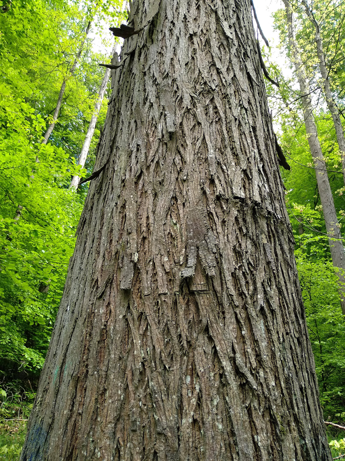 Carya ovata - Tübingen-Lustnau - Mai 2023