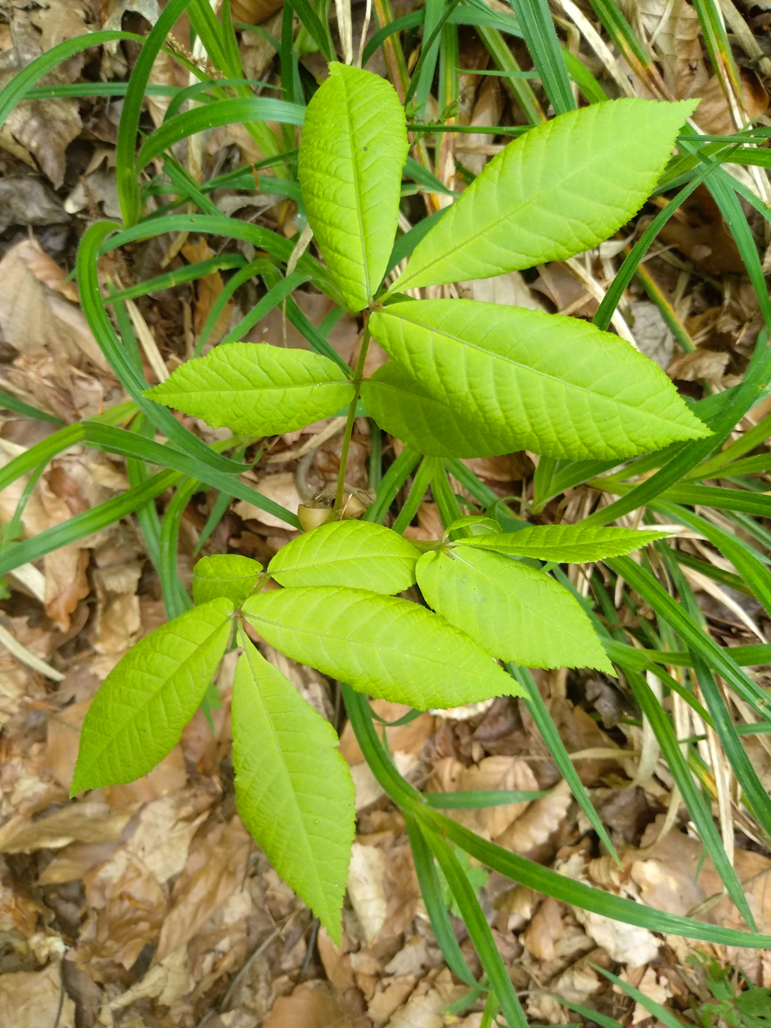 Carya ovata - Tübingen-Lustnau - Mai 2023