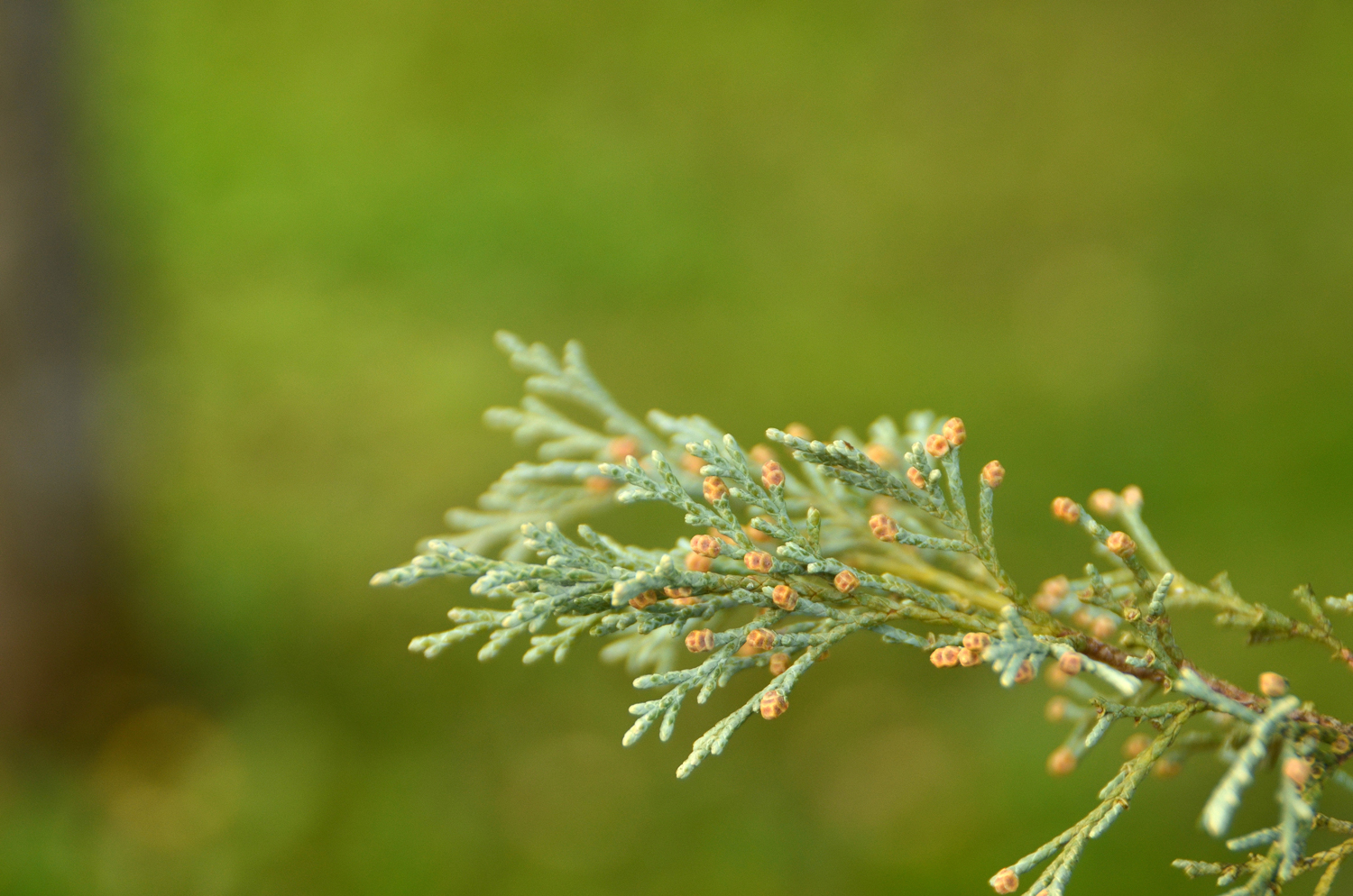 Juniperus scopulorum 'Springbank' - Tübingen - November 2022