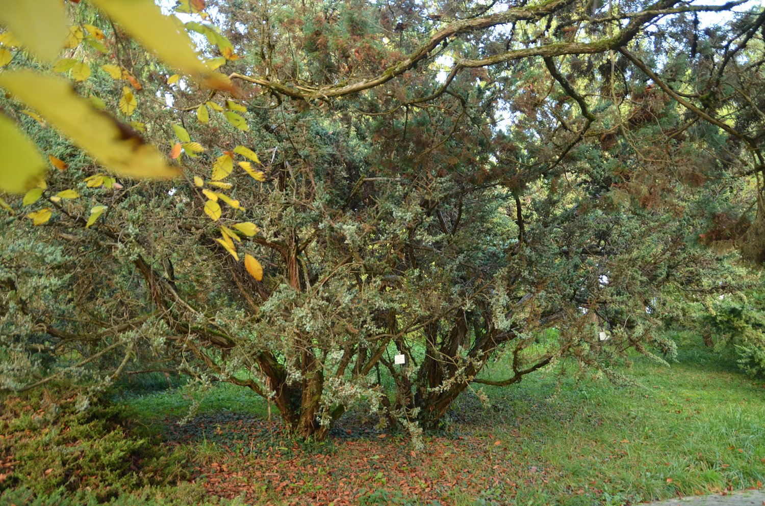 Juniperus squamata 'Meyeri' - Tübingen - November 2022