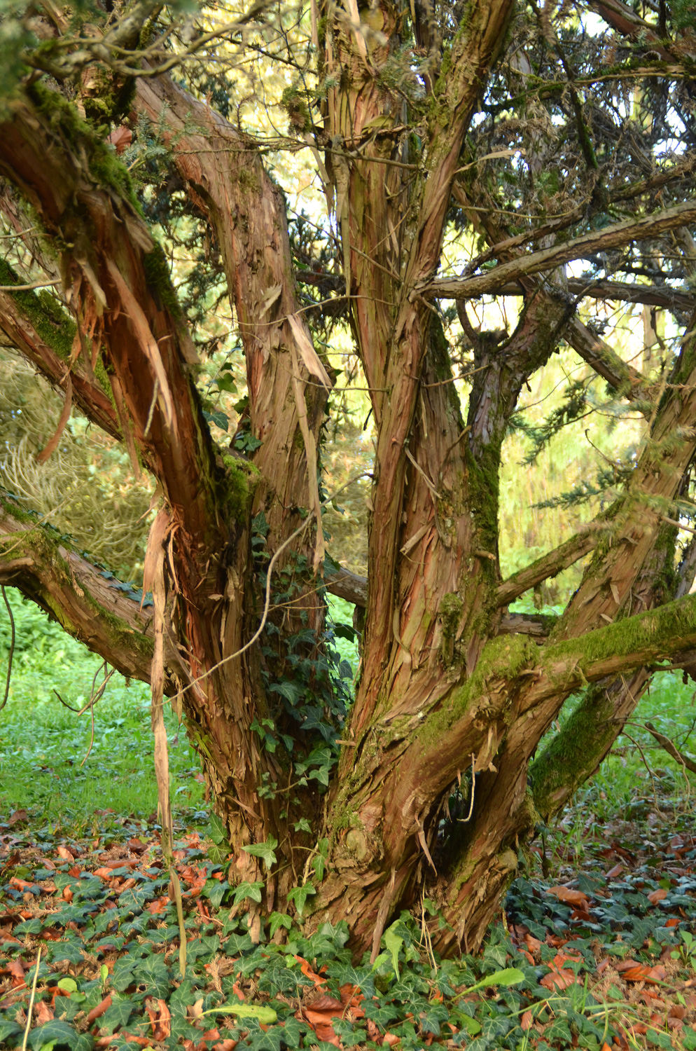 Juniperus squamata 'Meyeri' - Tübingen - November 2022