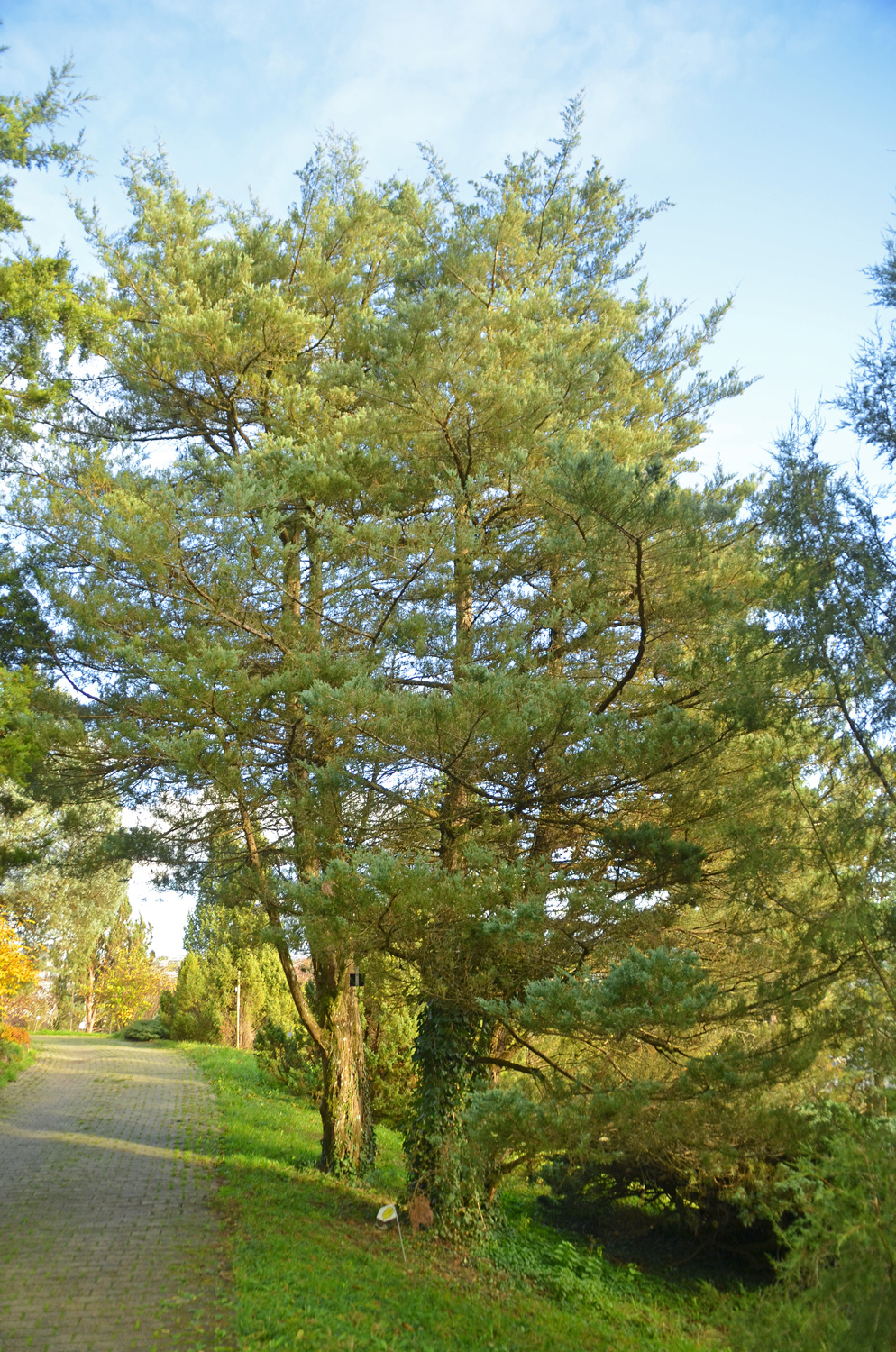 Juniperus virginiana 'Burki' - Tübingen - November 2022