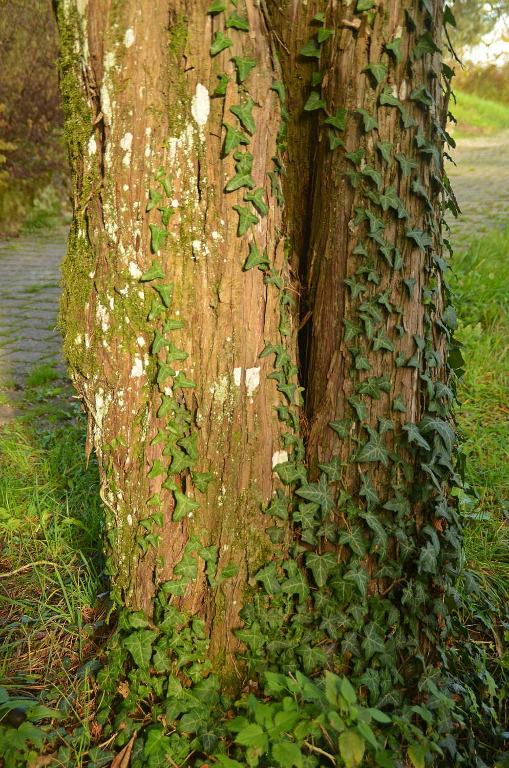 Juniperus virginiana 'Burki' - Tübingen - November 2022