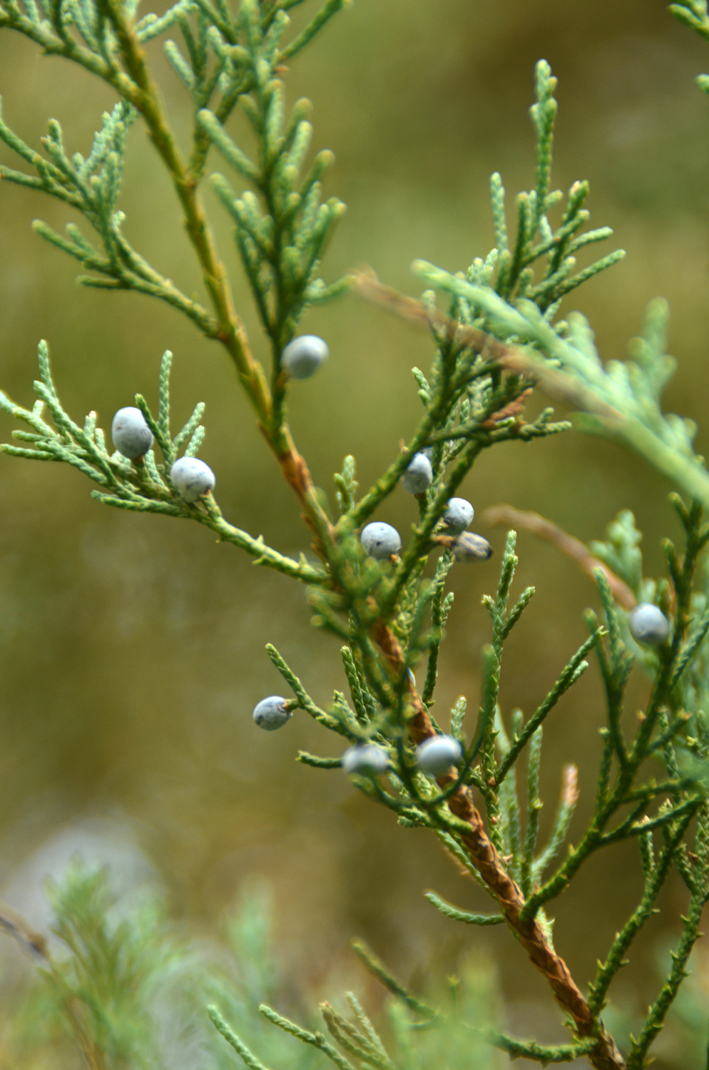 Juniperus virginiana 'Burki' - Tübingen - November 2022