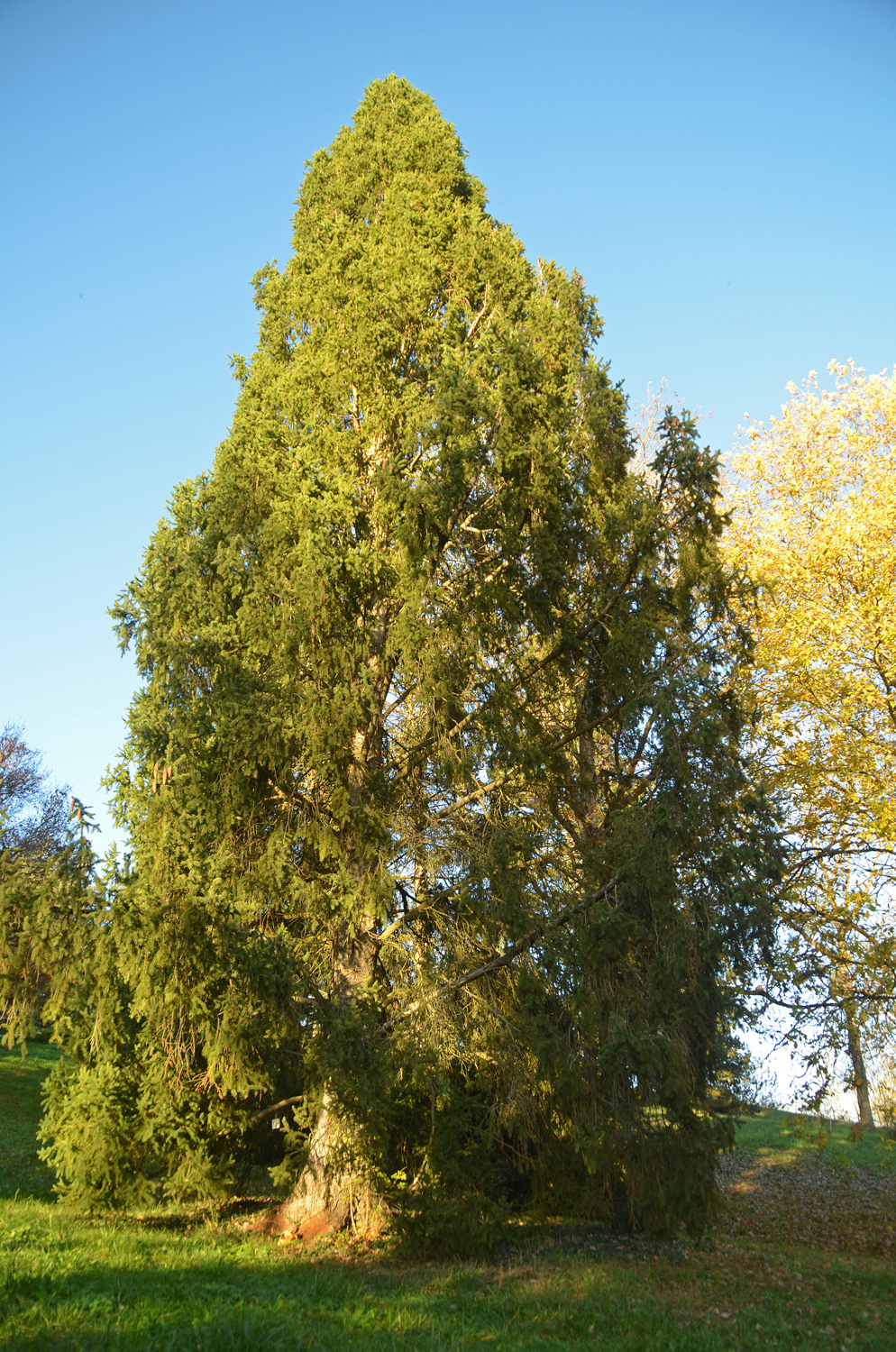 Picea abies 'Cupressina' - Tübingen - November 2022