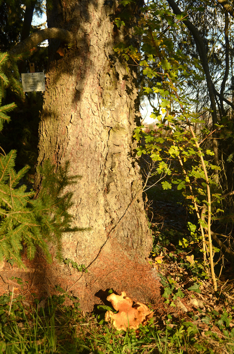 Picea abies 'Cupressina' - Tübingen - November 2022