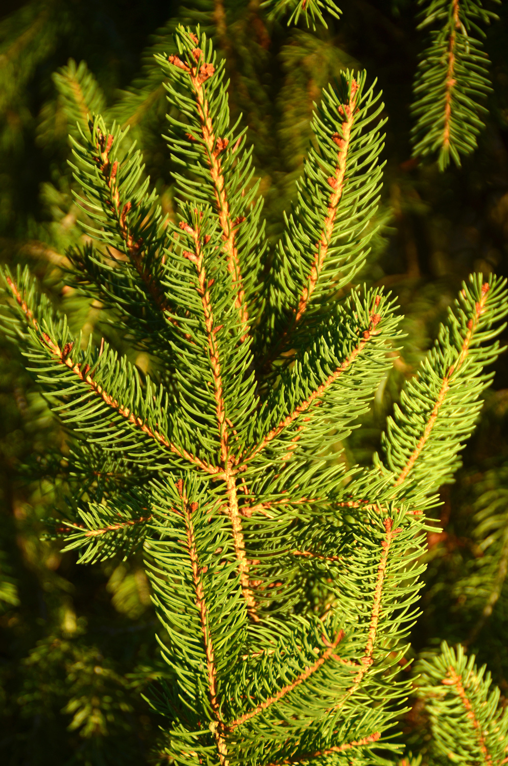 Picea abies 'Cupressina' - Tübingen - November 2022