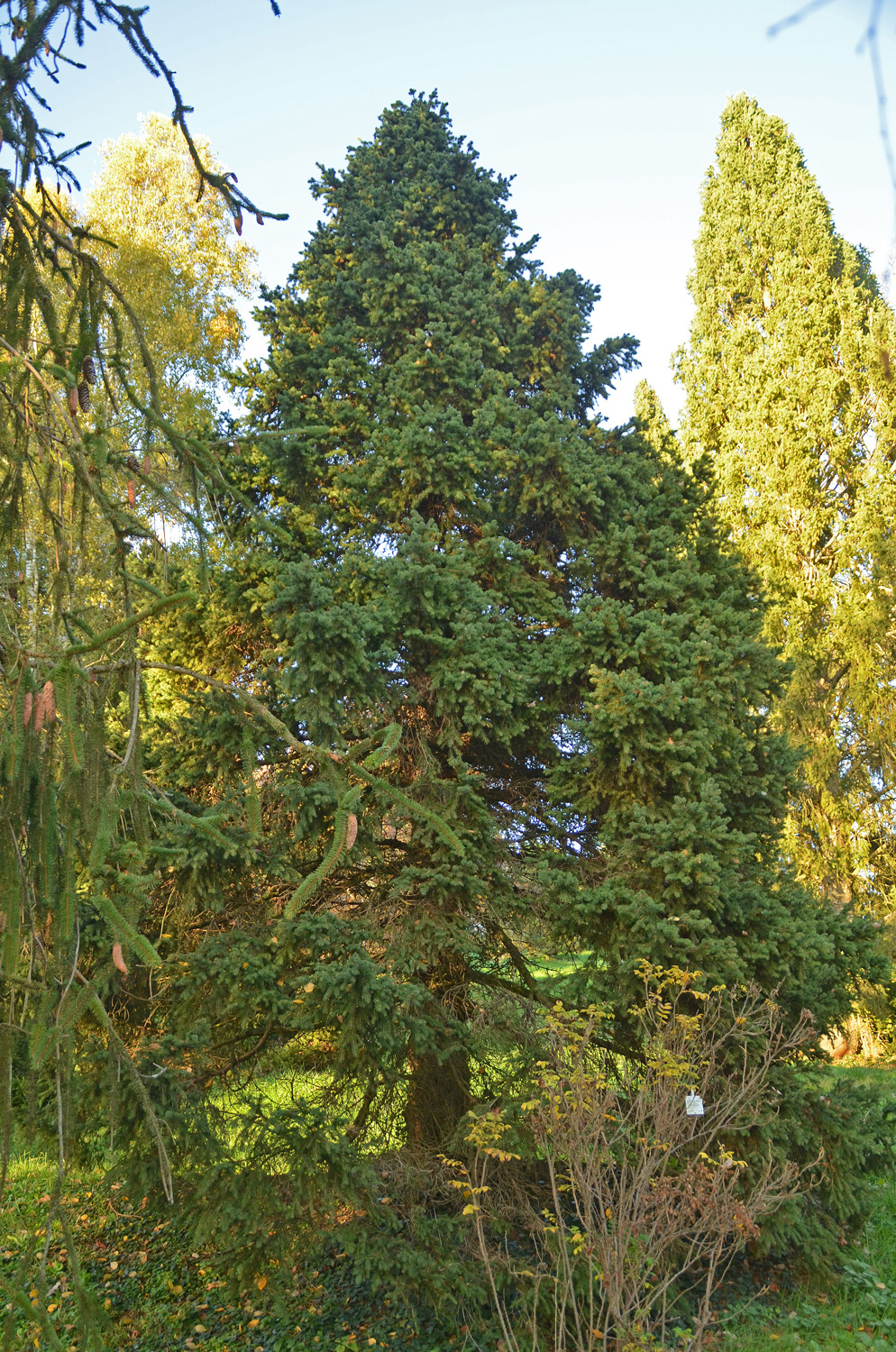 Picea abies 'Maxwelli' - Tübingen - November 2022