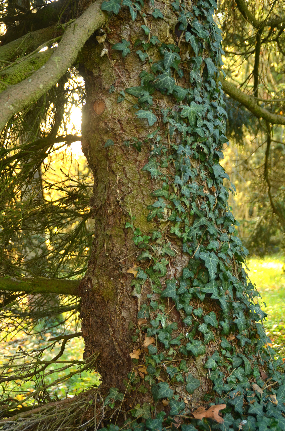 Picea abies 'Maxwelli' - Tübingen - November 2022