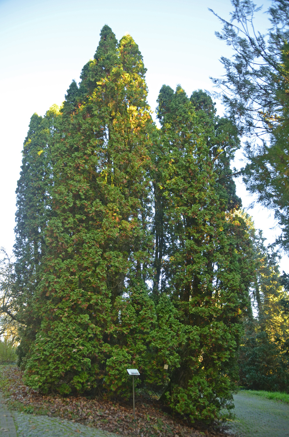 Thuja occidentalis 'Columna' - Tübingen - November 2022