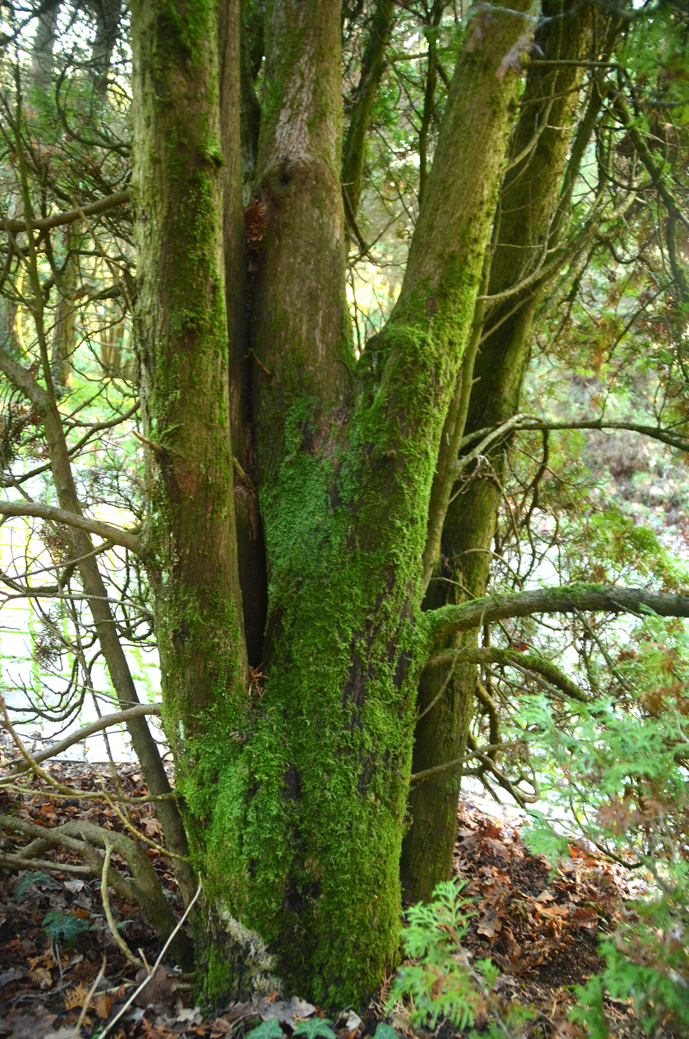 Thuja occidentalis 'Columna' - Tübingen - November 2022