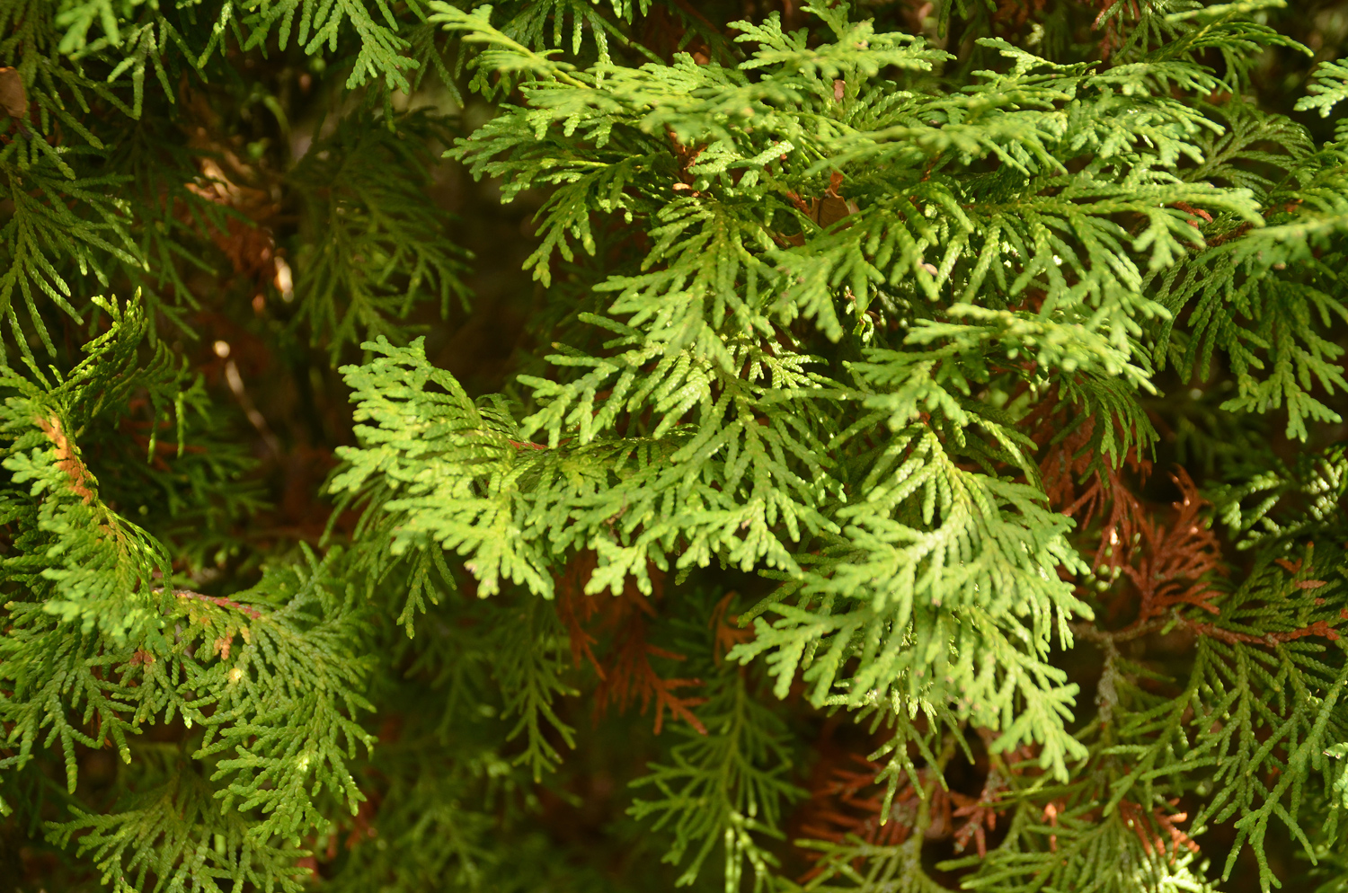 Thuja occidentalis 'Columna' - Tübingen - November 2022