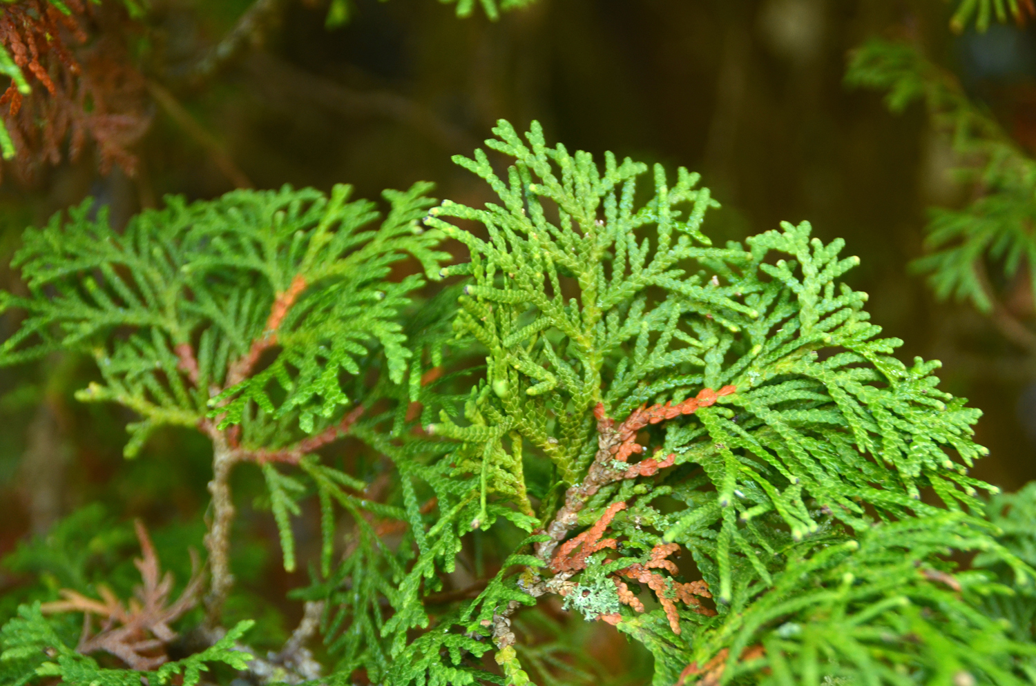 Thuja occidentalis 'Pyramidalis' - Tübingen - November 2022