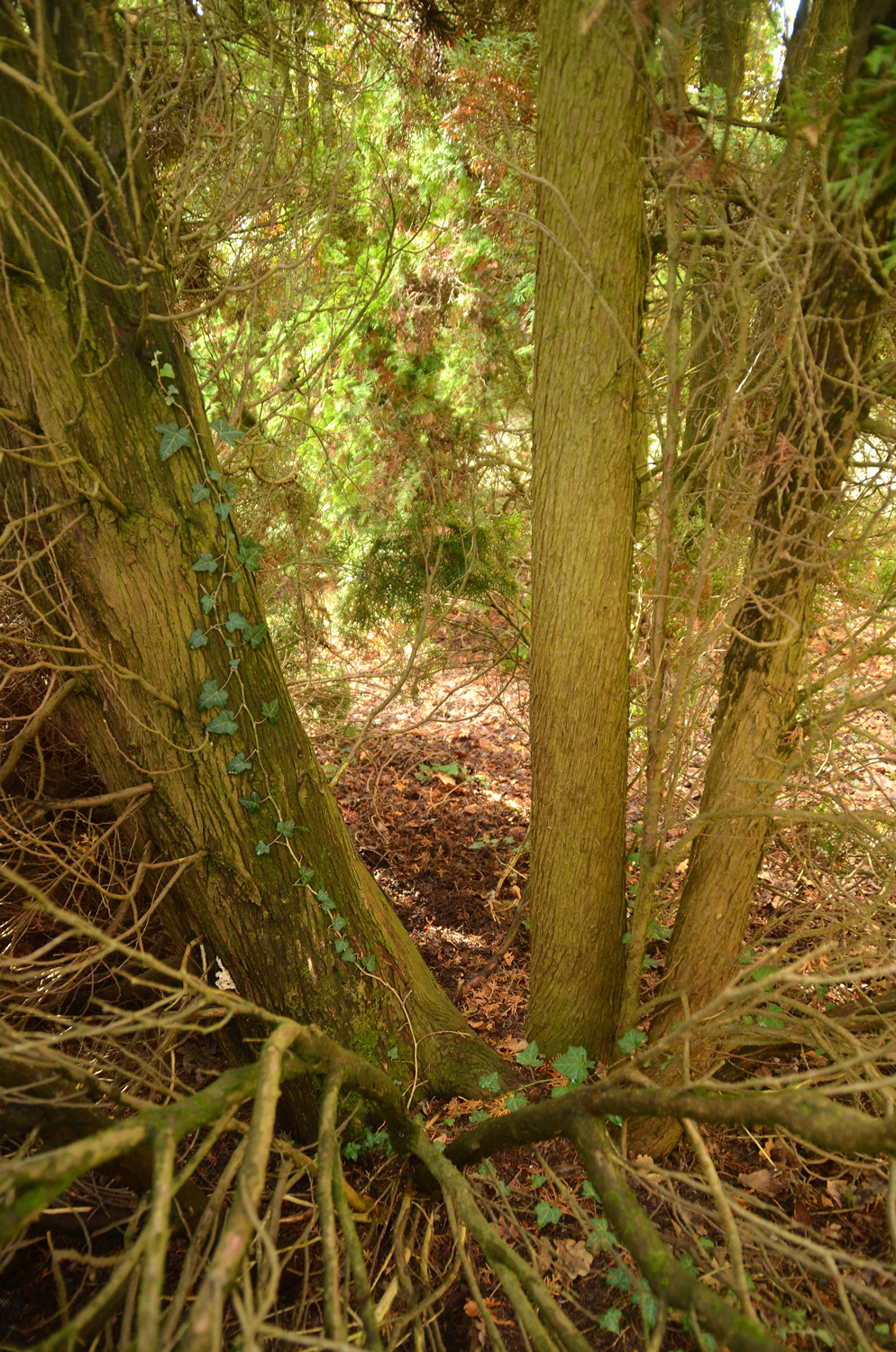 Thuja occidentalis 'Smaragd' - Tübingen - November 2022