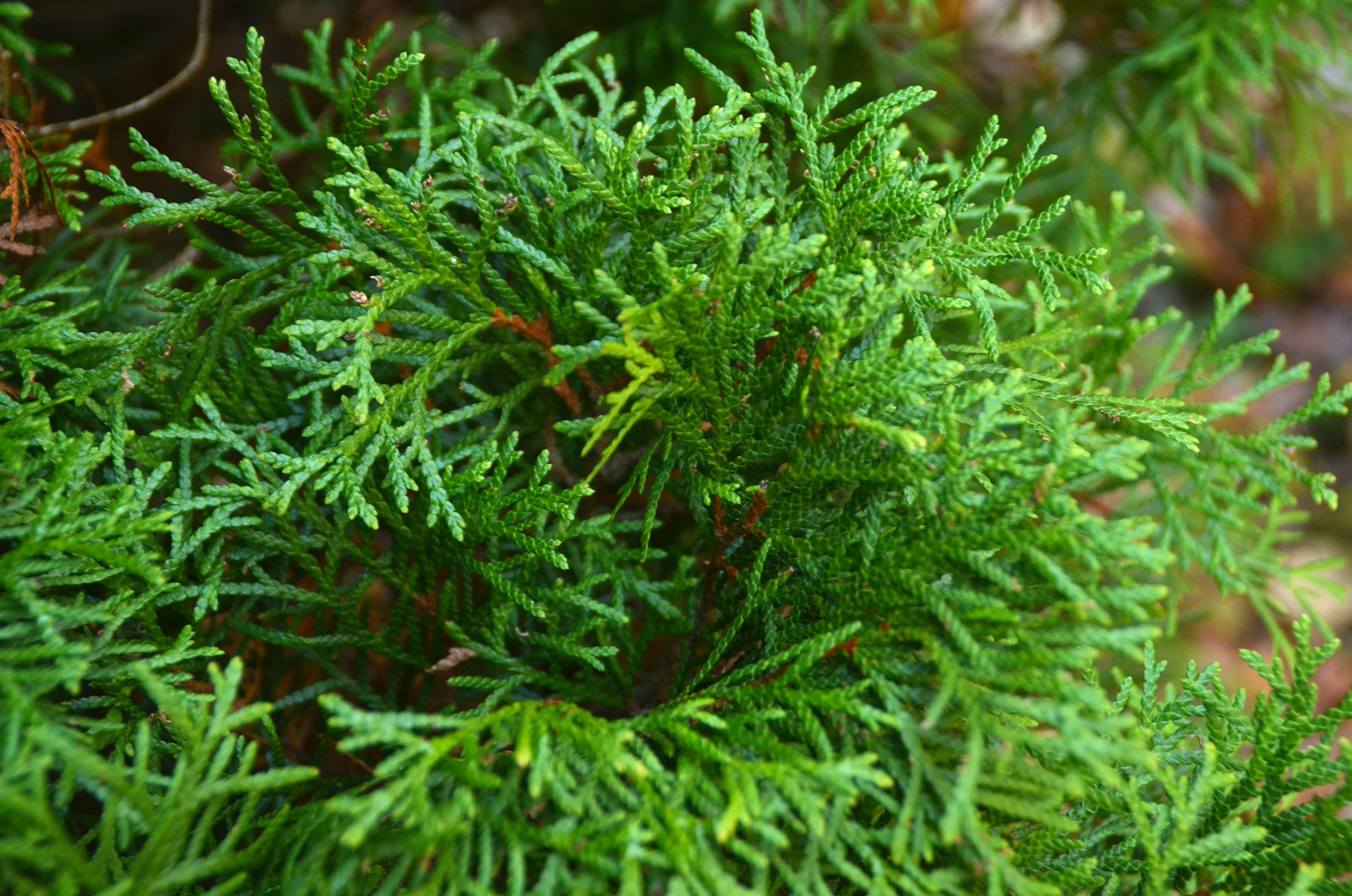 Thuja occidentalis 'Smaragd' - Tübingen - November 2022