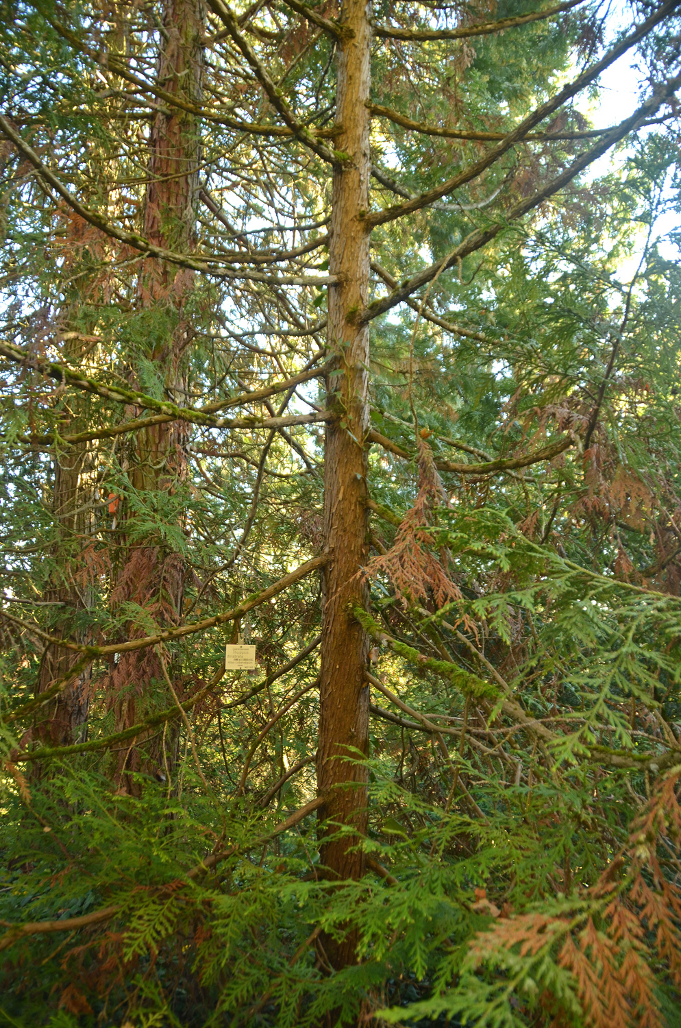 Thujopsis dolabrata - Tübingen - November 2022