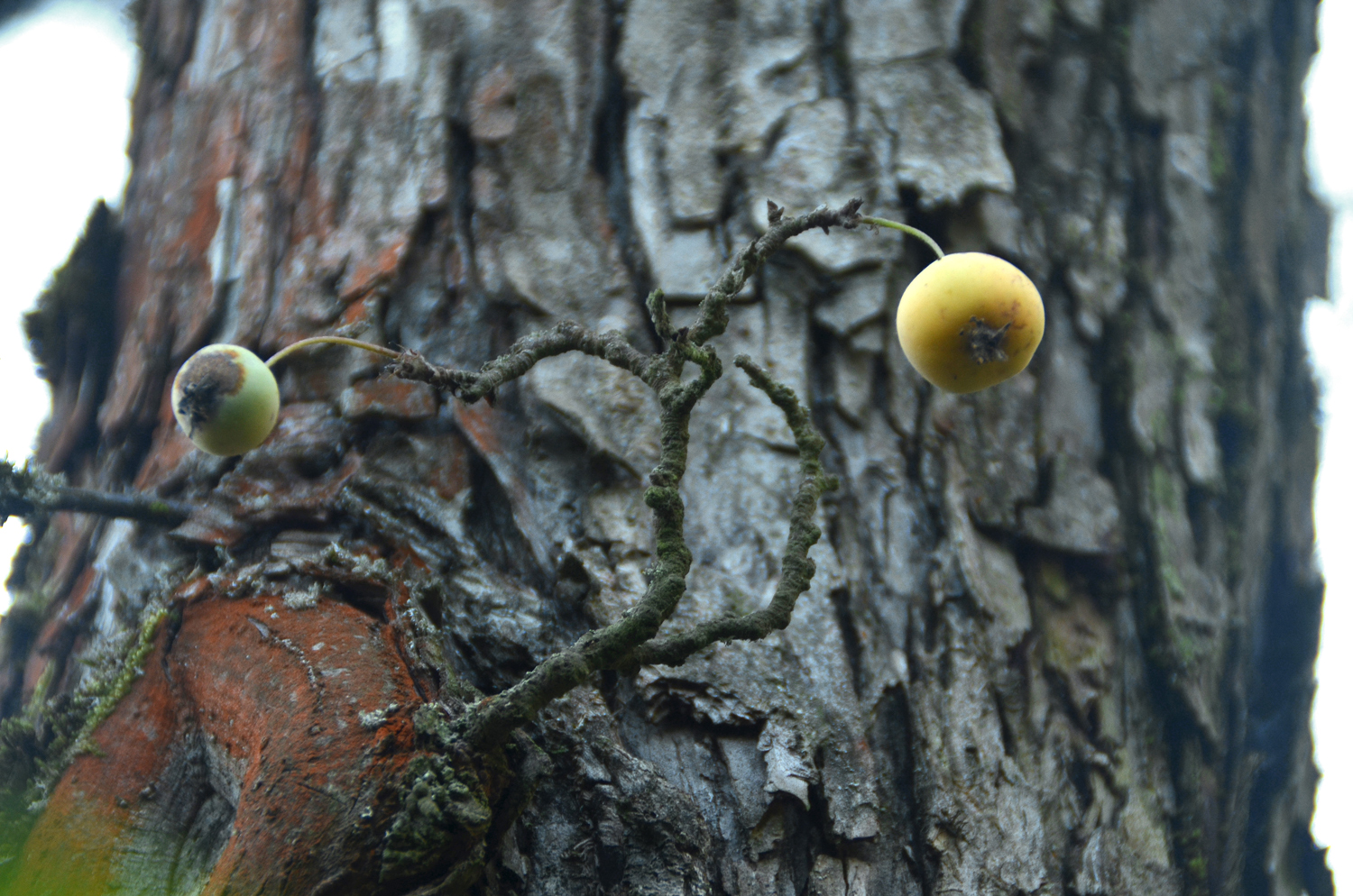 Malus toringoides - Tübingen - November 2022