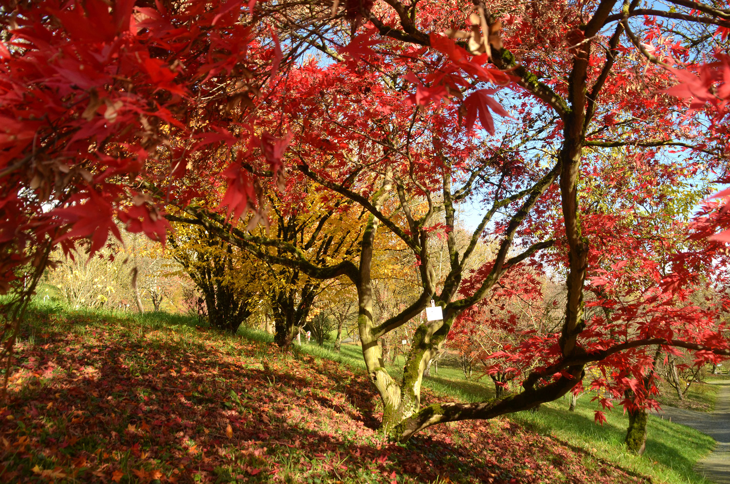 Acer palmatum 'Hessei' - Tübingen - November 2022