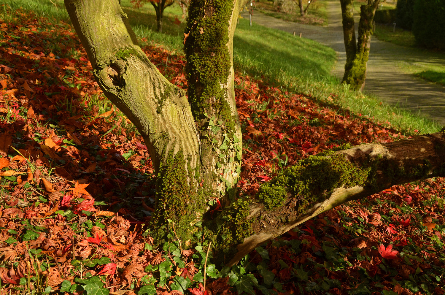Acer palmatum 'Hessei' - Tübingen - November 2022