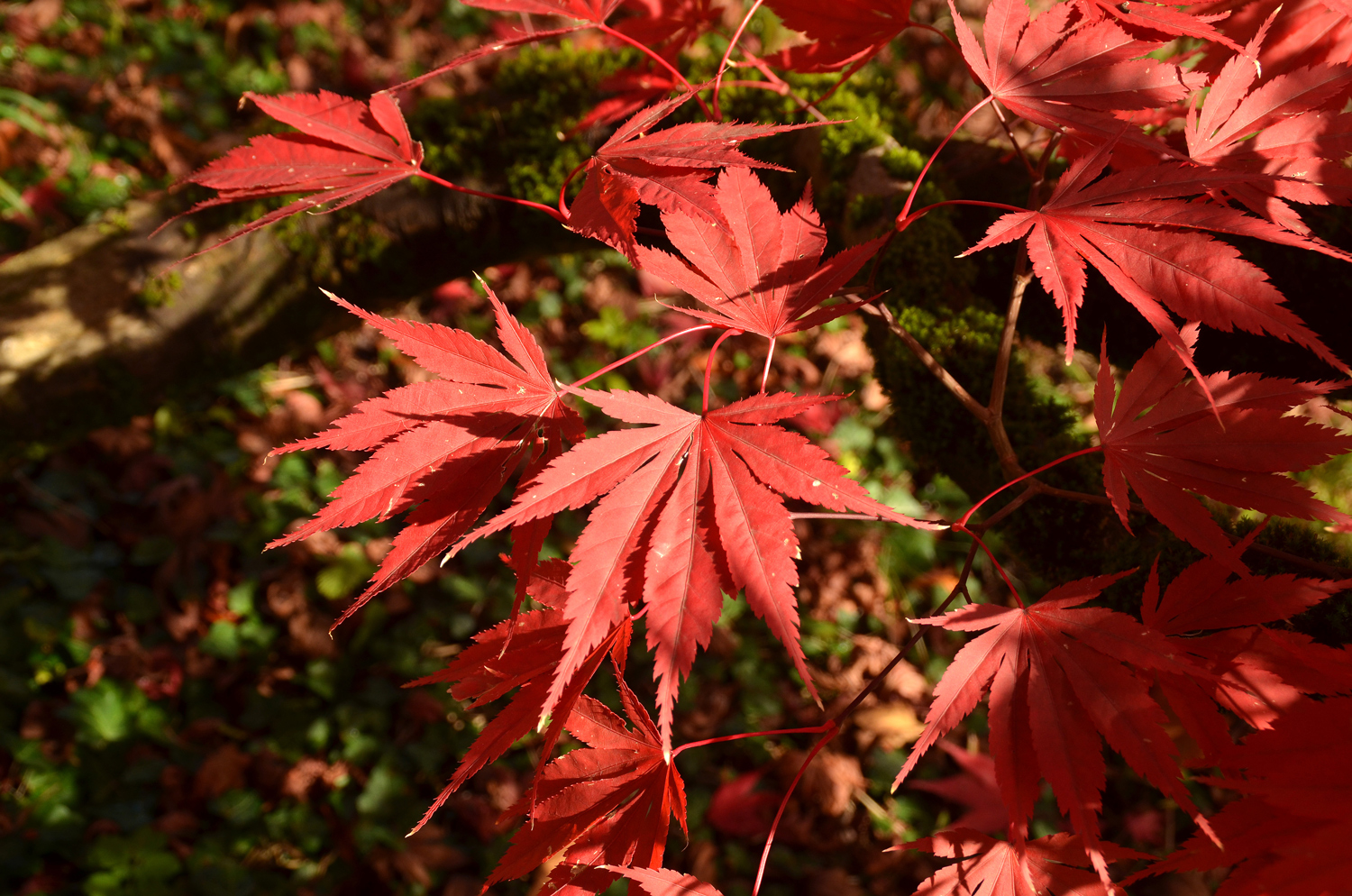 Acer palmatum 'Hessei' - Tübingen - November 2022