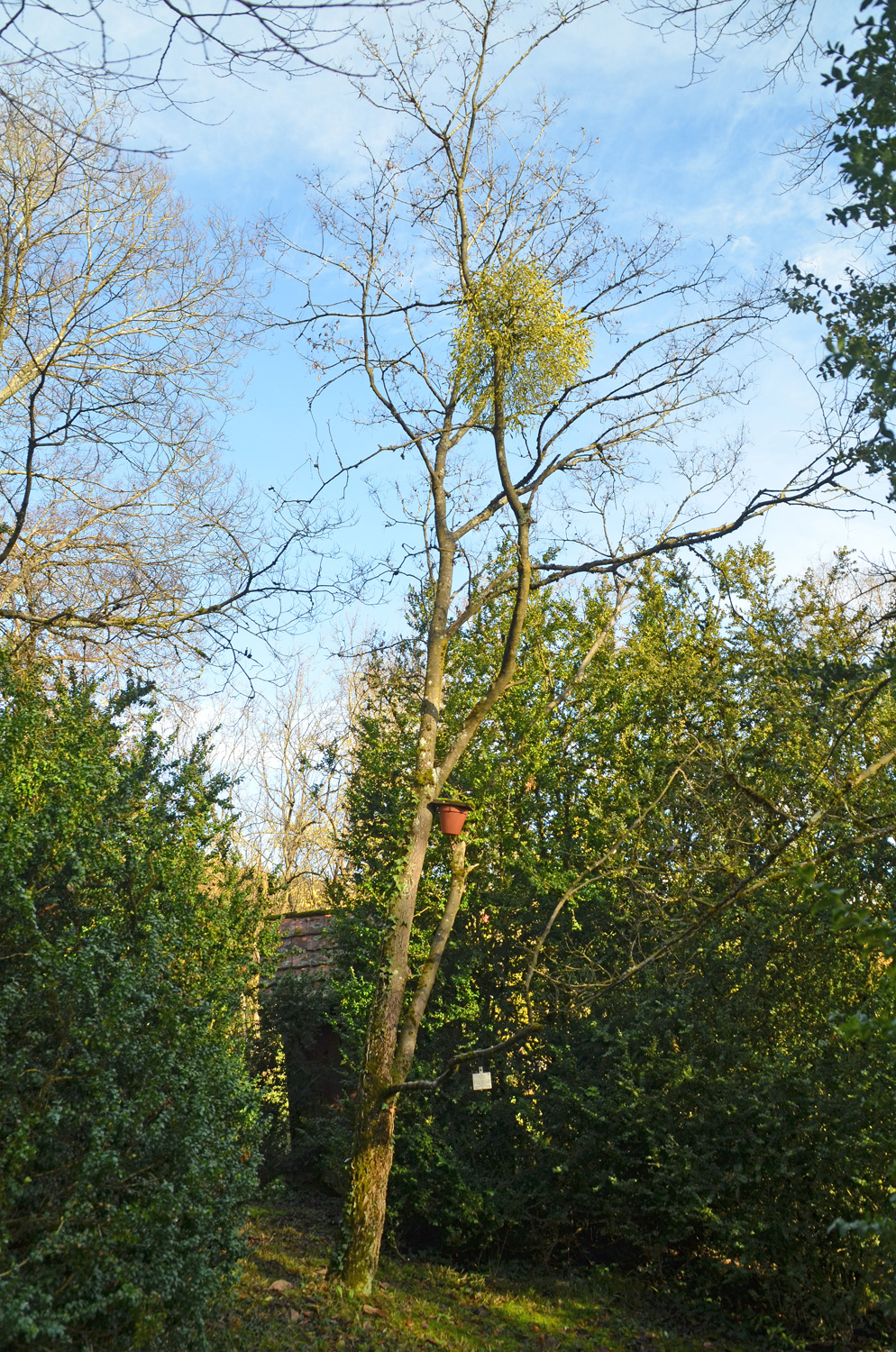 Celtis planchoniana - Tübingen - November 2022