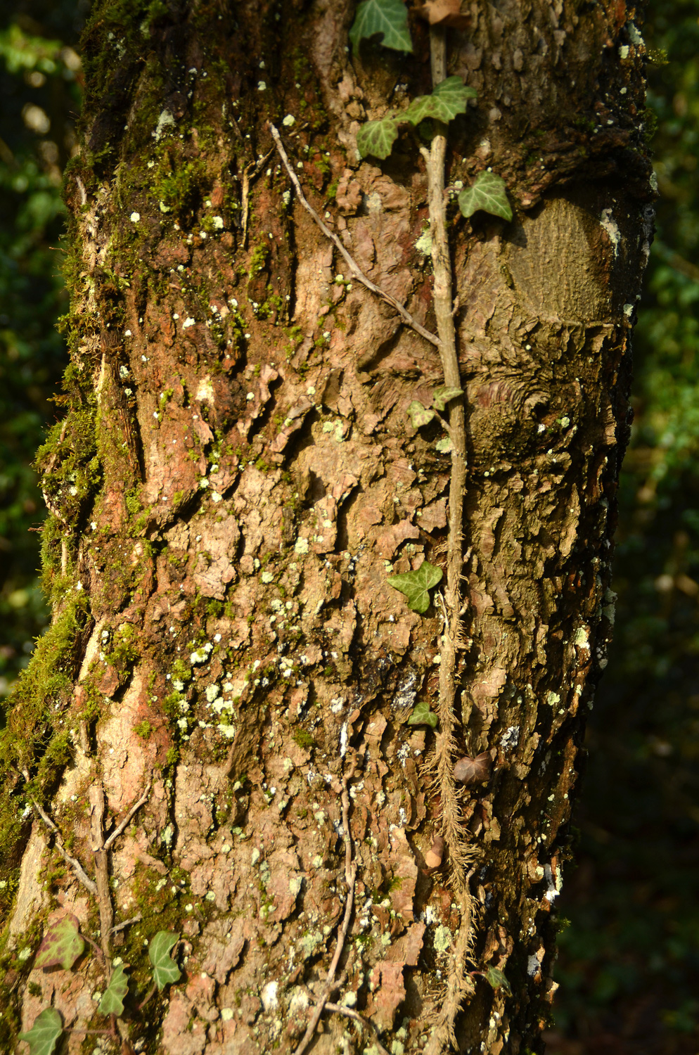 Celtis planchoniana - Tübingen - November 2022