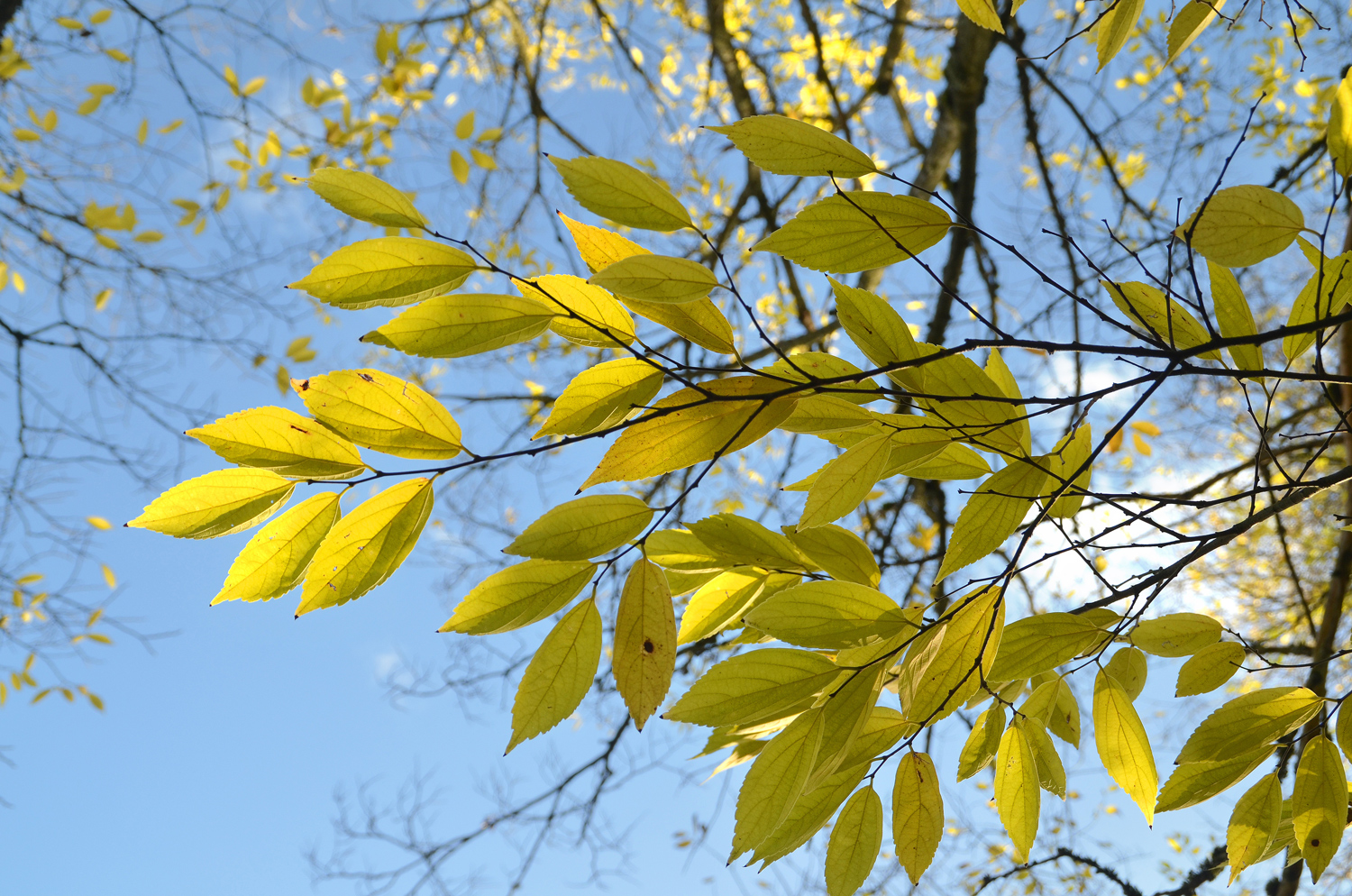 Celtis sinensis - Tübingen - November 2022