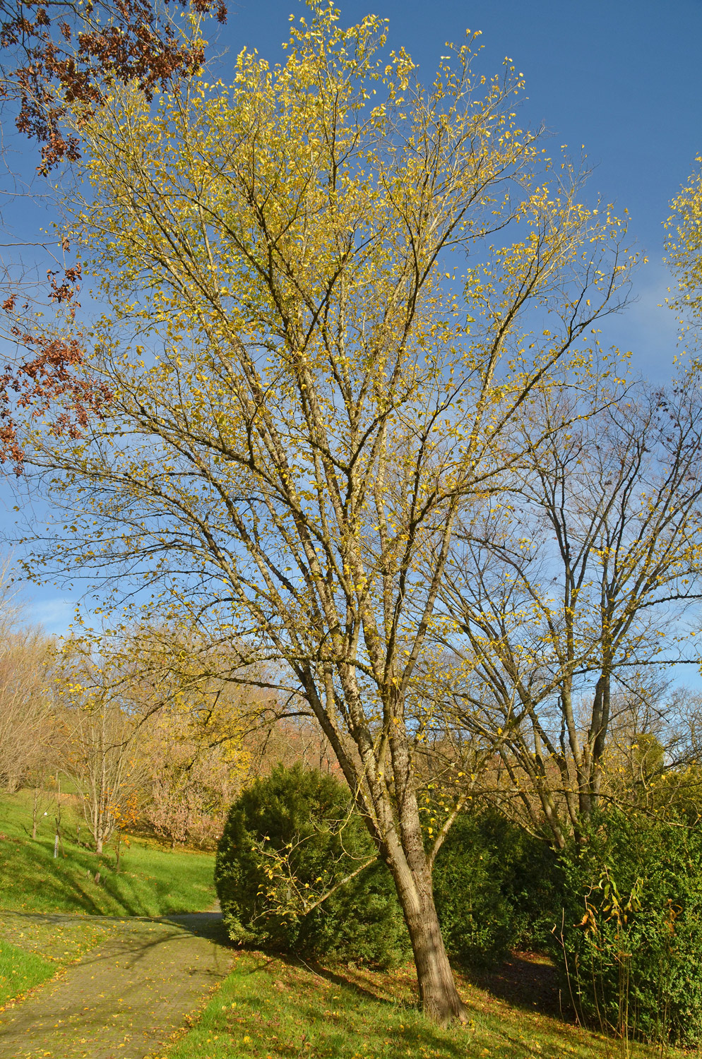 Ulmus 'Dodoens' - Tübingen - November 2022
