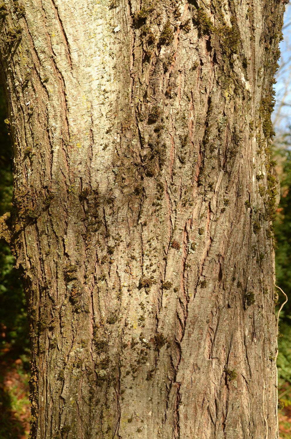 Ulmus 'Dodoens' - Tübingen - November 2022