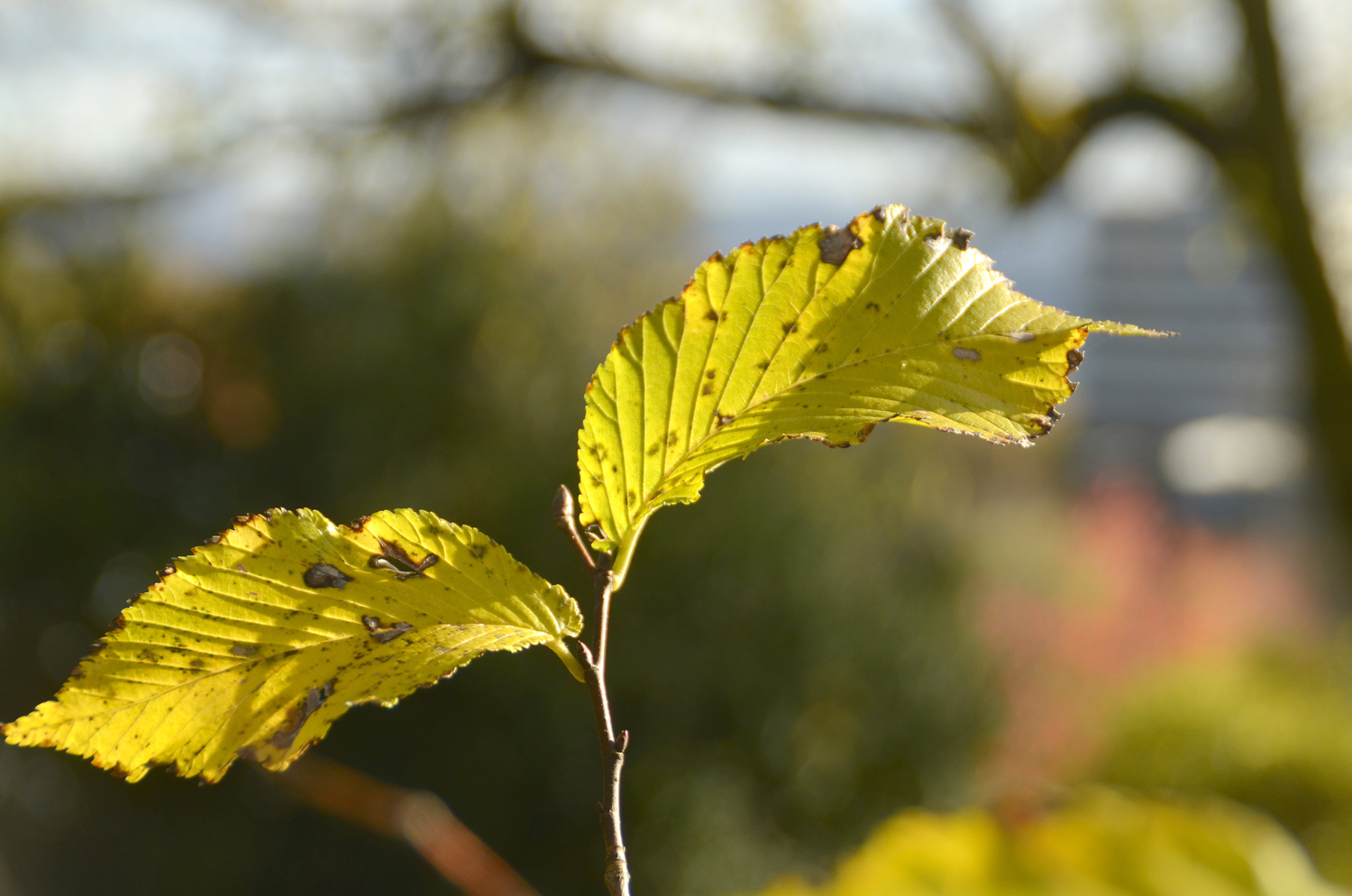 Ulmus 'Dodoens' - Tübingen - November 2022